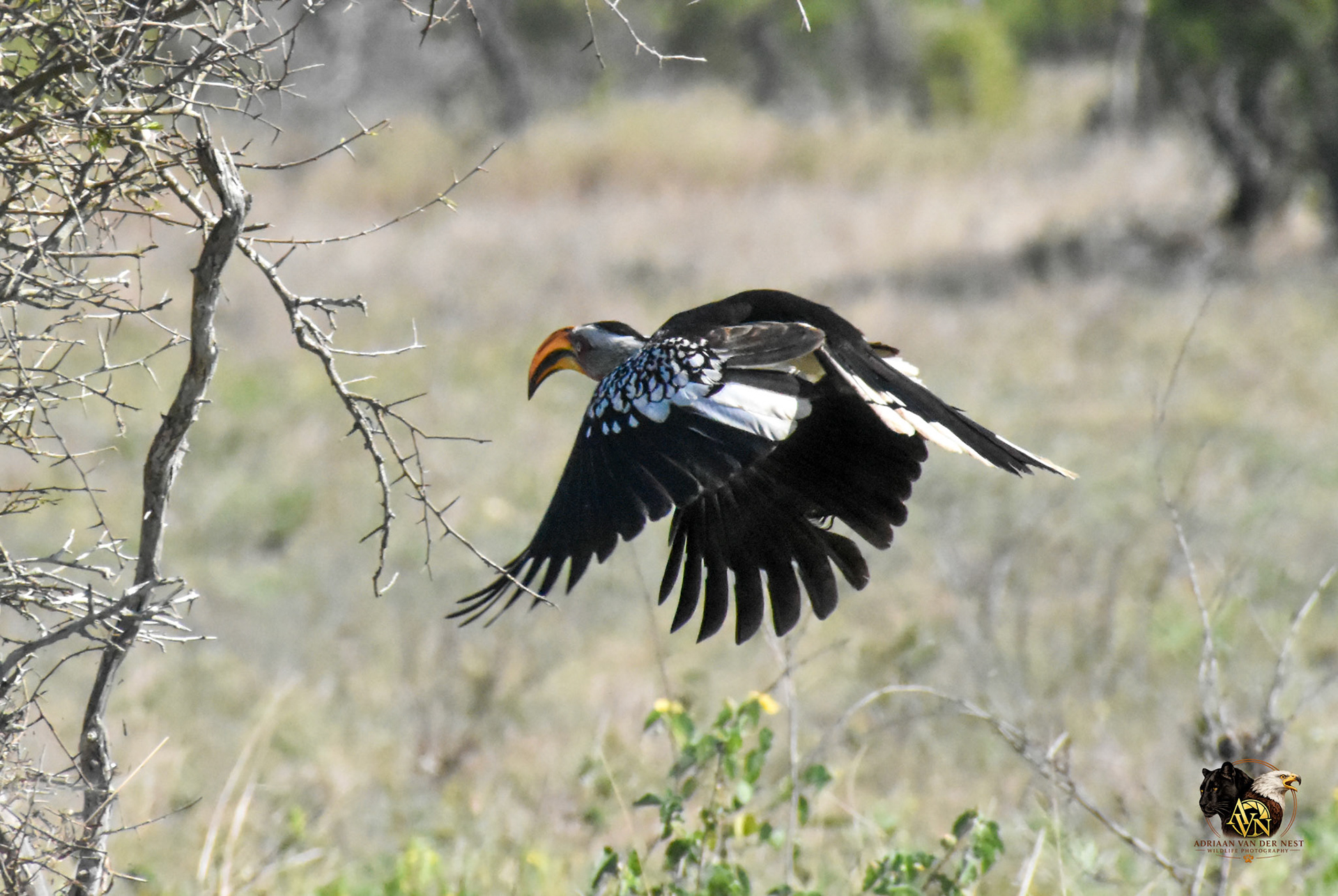 Sothern Yellow Billed Hornbill
