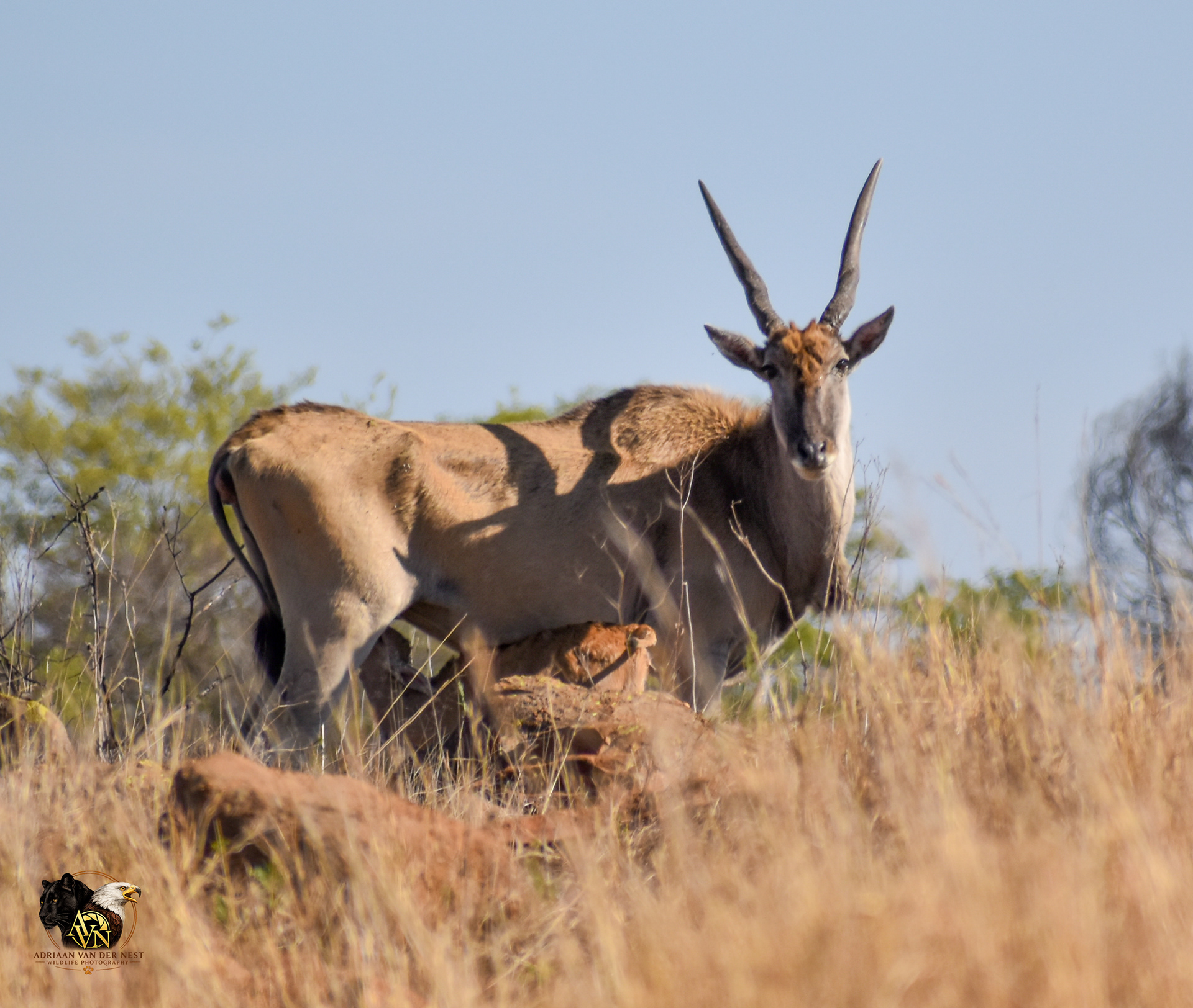 Eland
