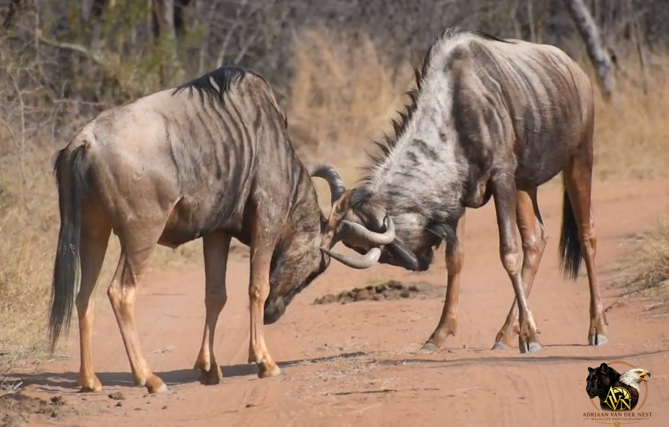 Blue Wildebees/Blou Wildebees