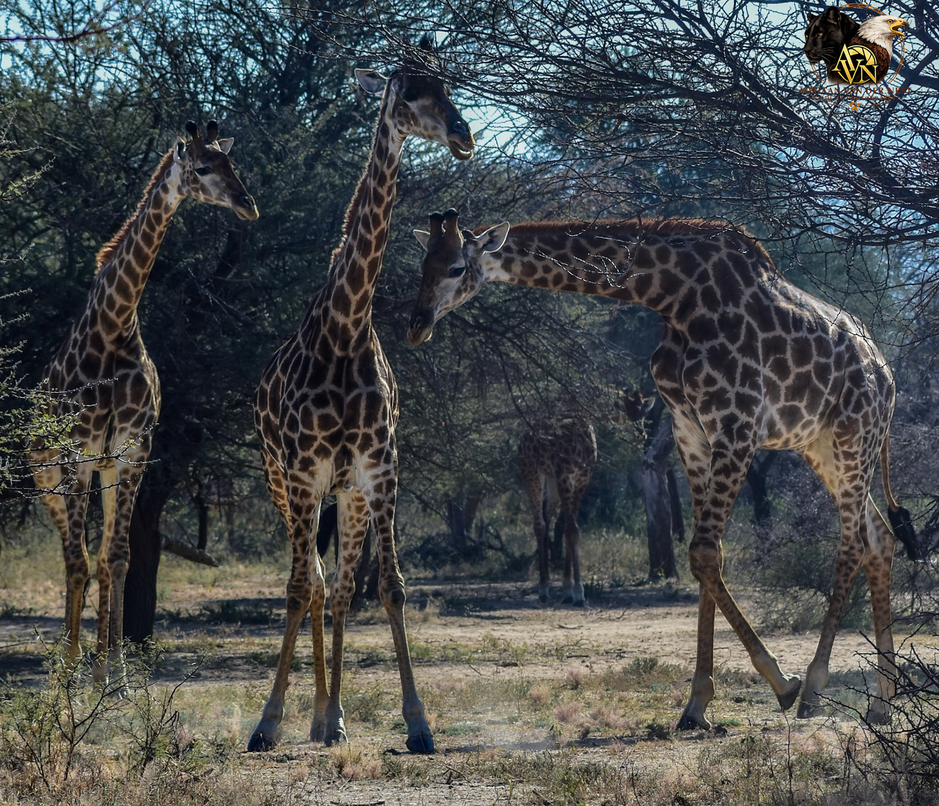 Giraffe/Kameelperd