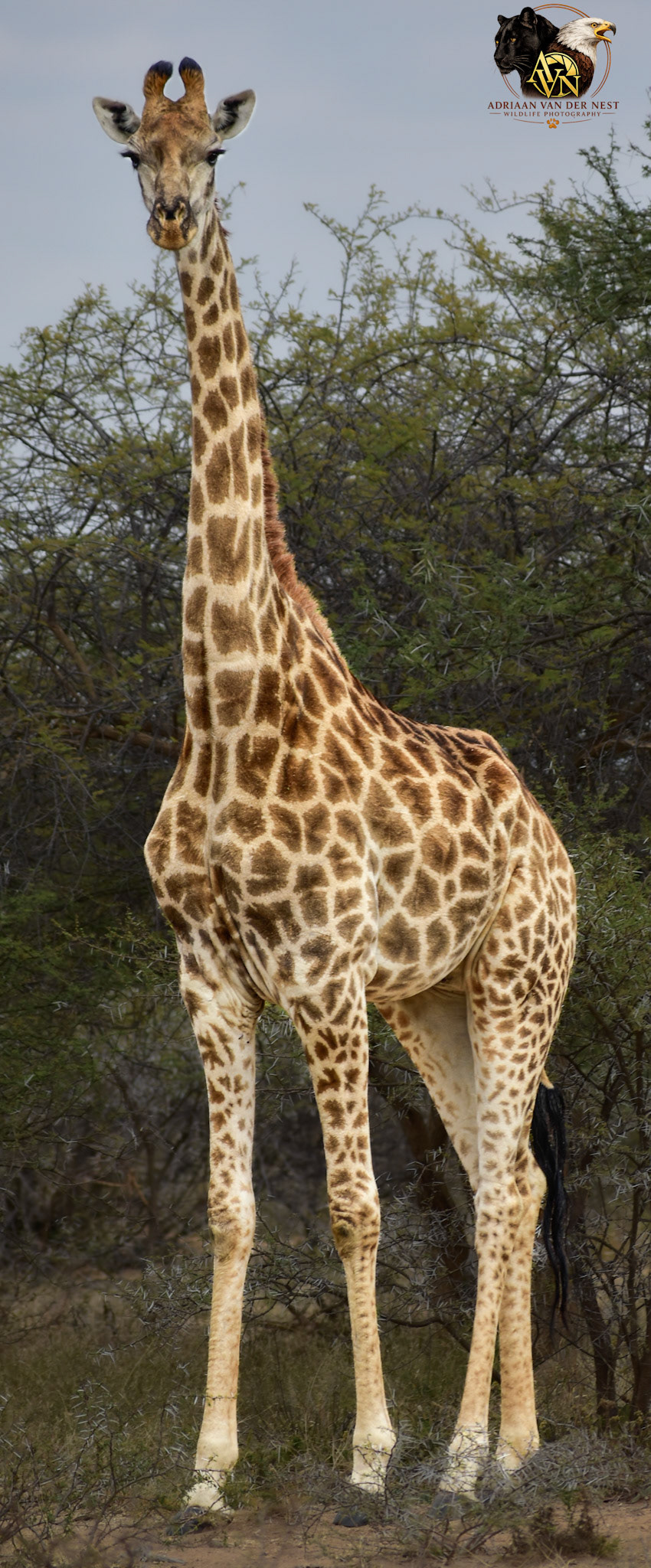Giraffe/Kameelperd