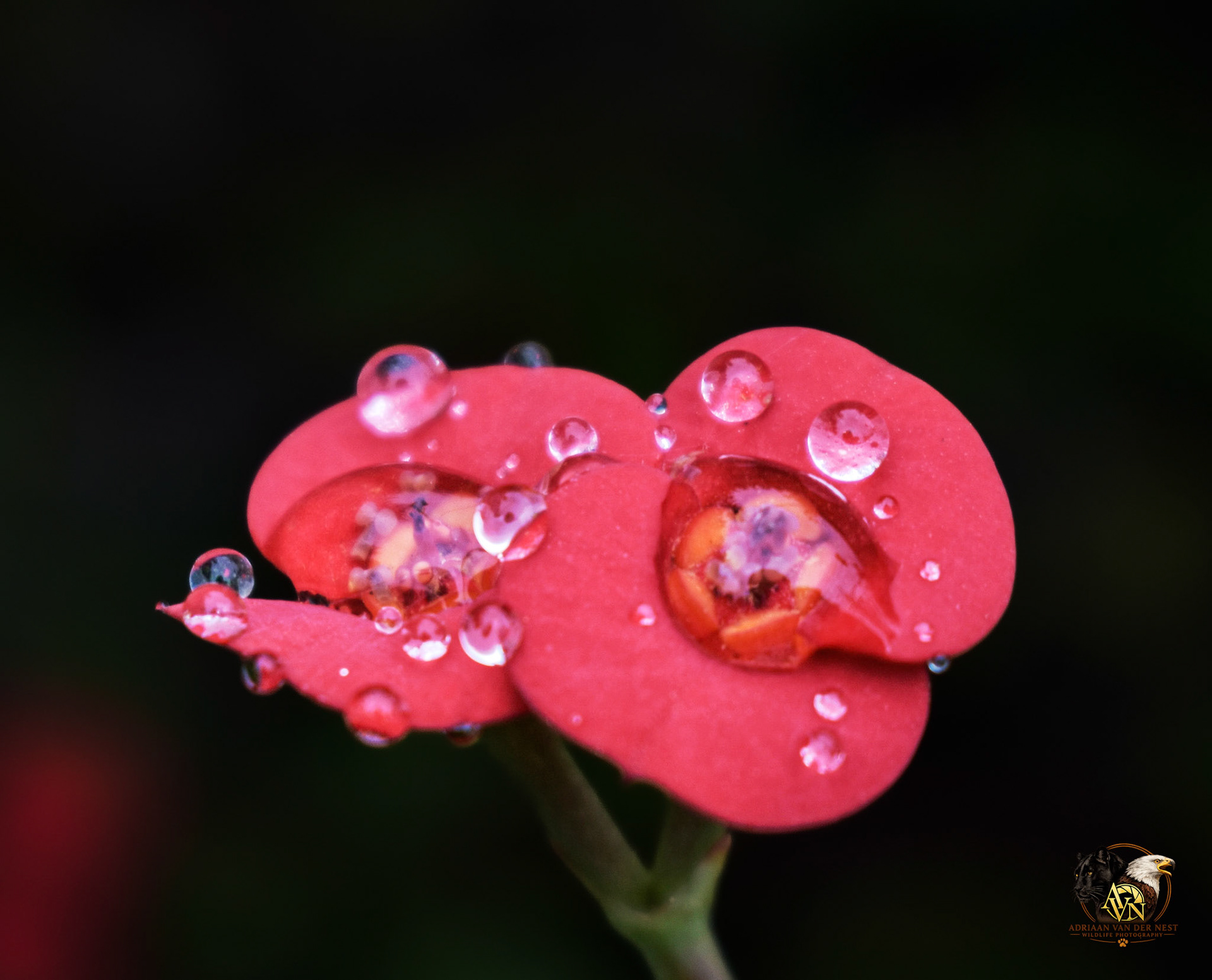 Crown of Thorns/Christusdoring