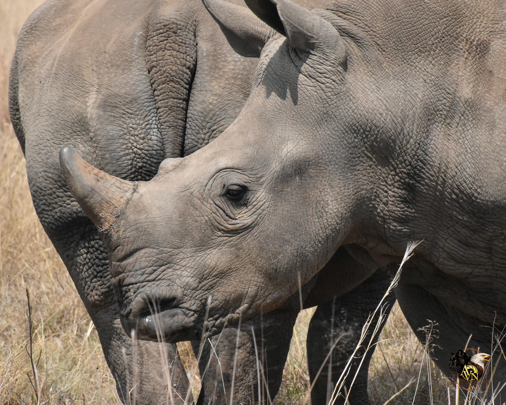 White Rhinoceros/Wit Renoster