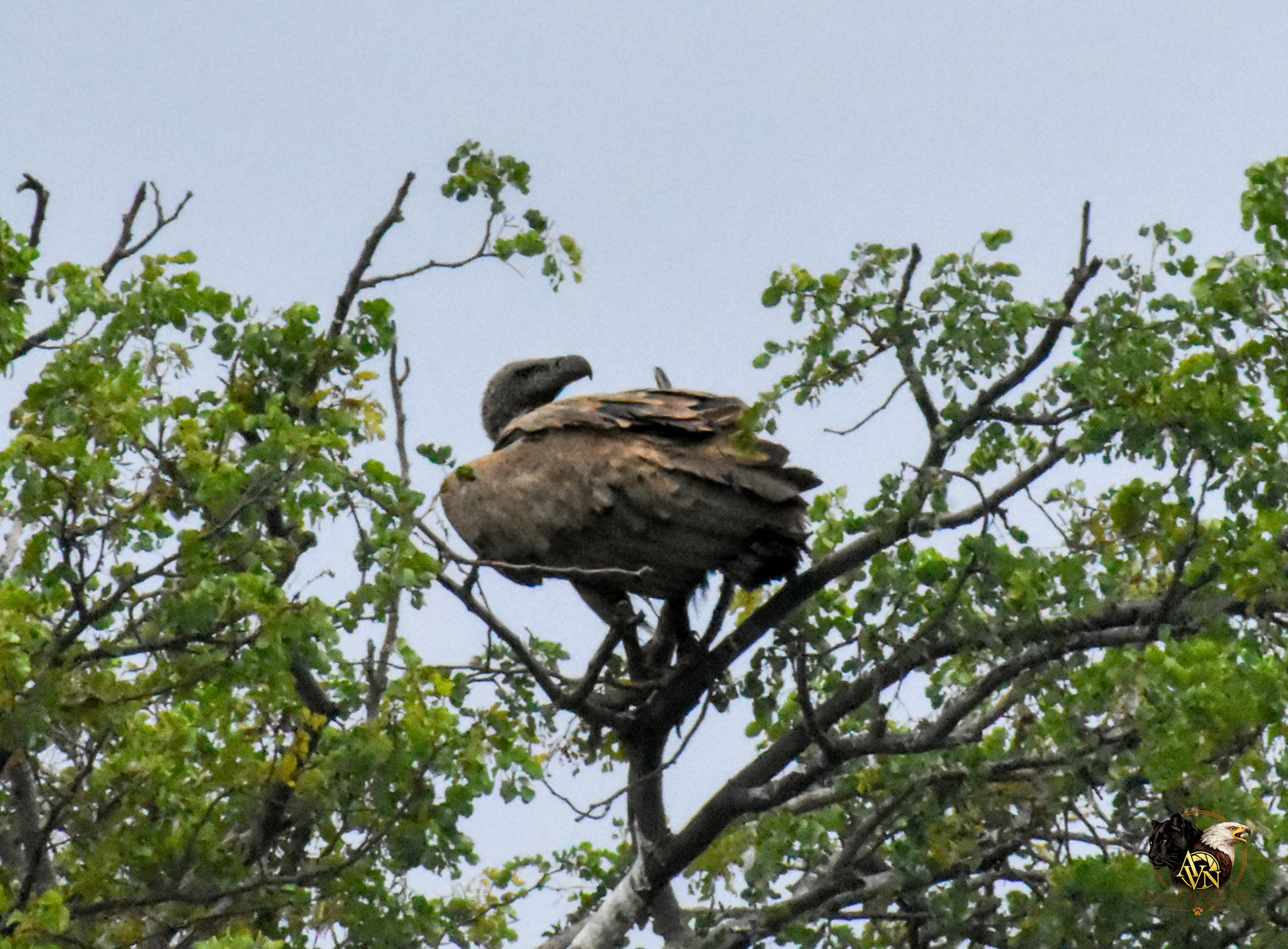 White Backed Vulture