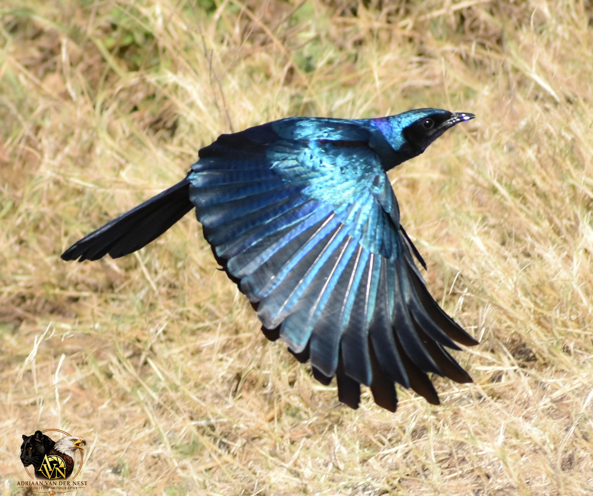 Burchell's Starling/Groot Glans Spreeu