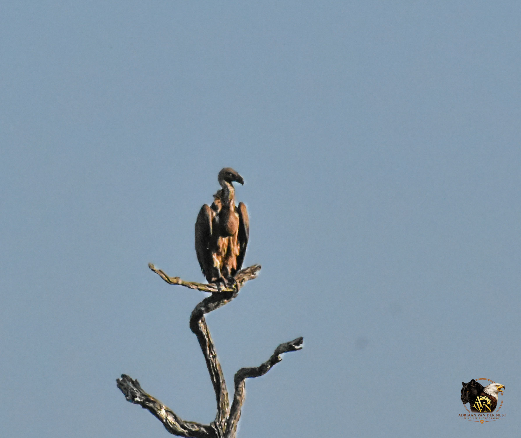 African-Backed Vulture