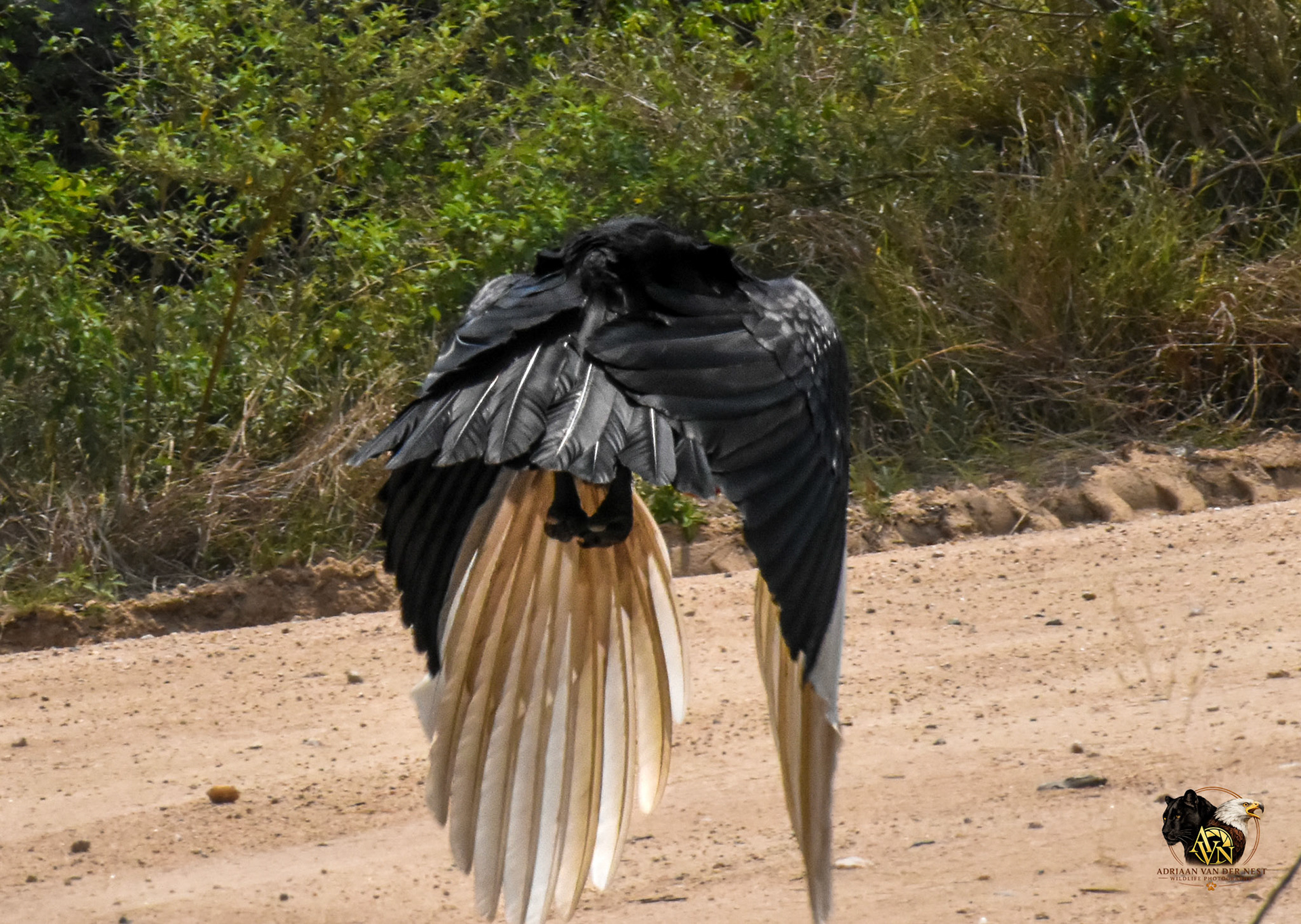 Southern Ground Hornbill