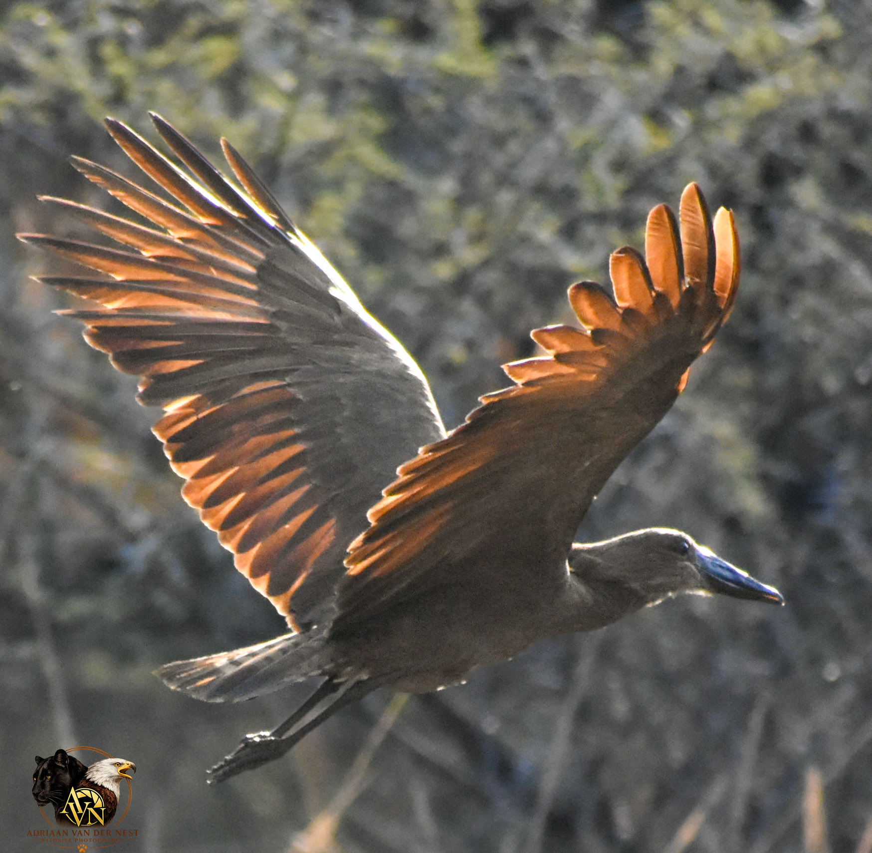 Hamerkop