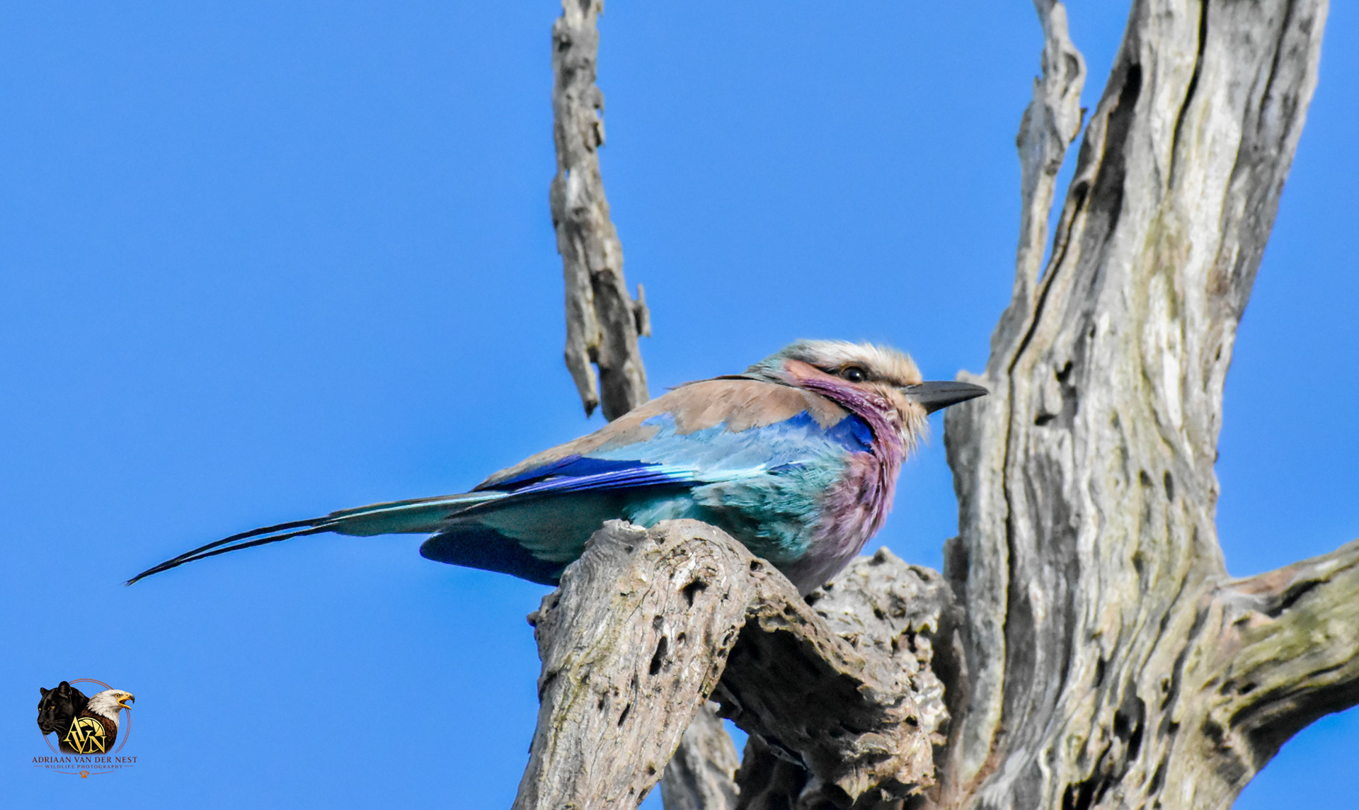 Lilac-Breasted Roller