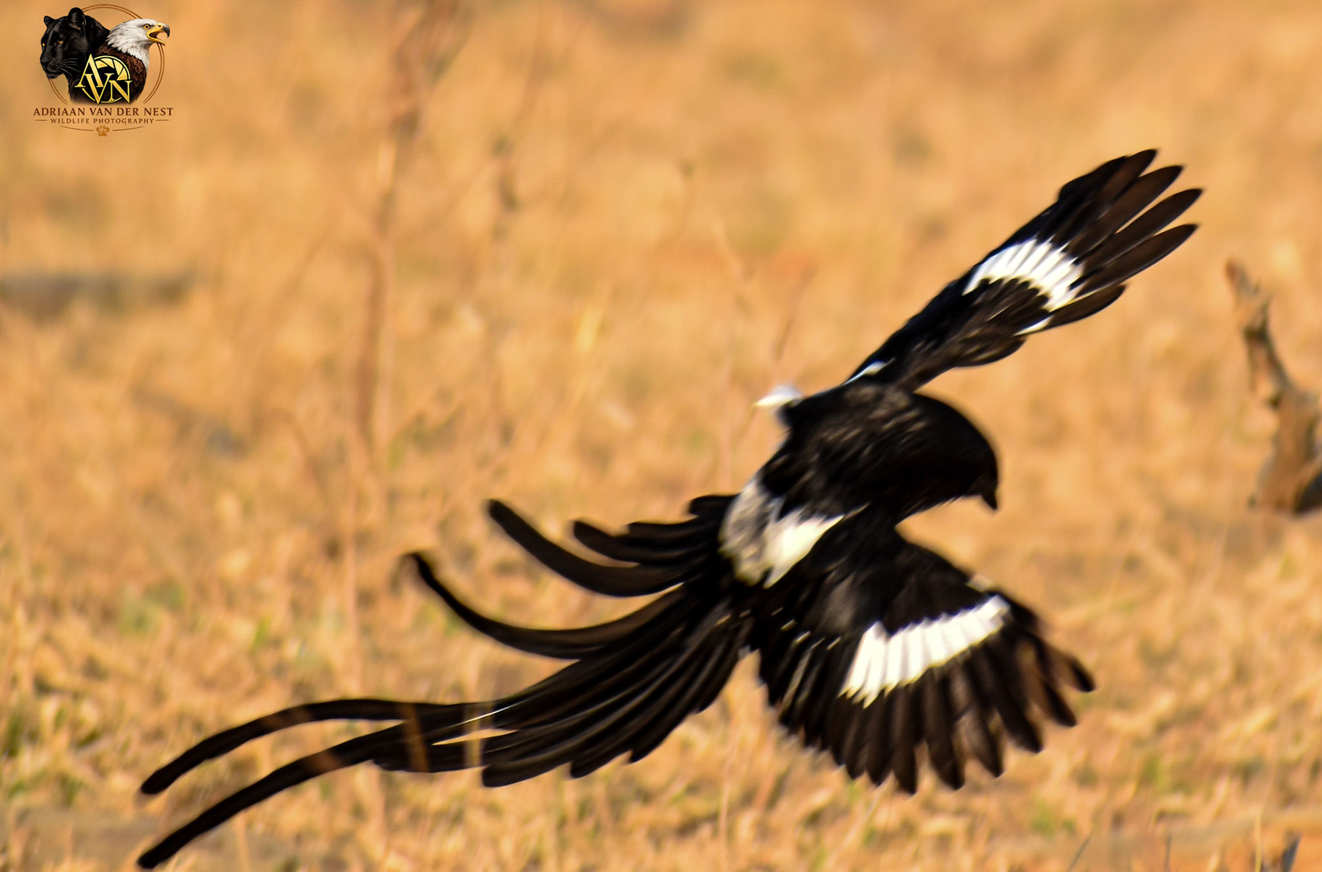 Long-tailed widowbird/Langstert-Flap
