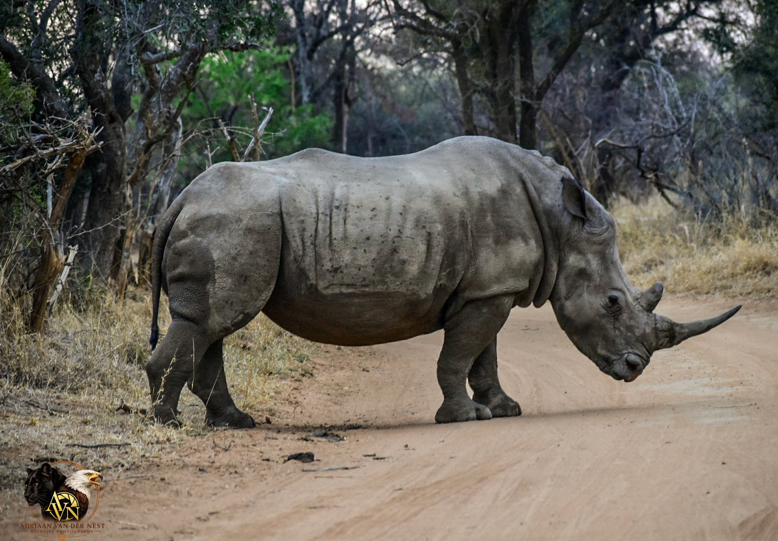 White Rhinoceros/Wit Renoster