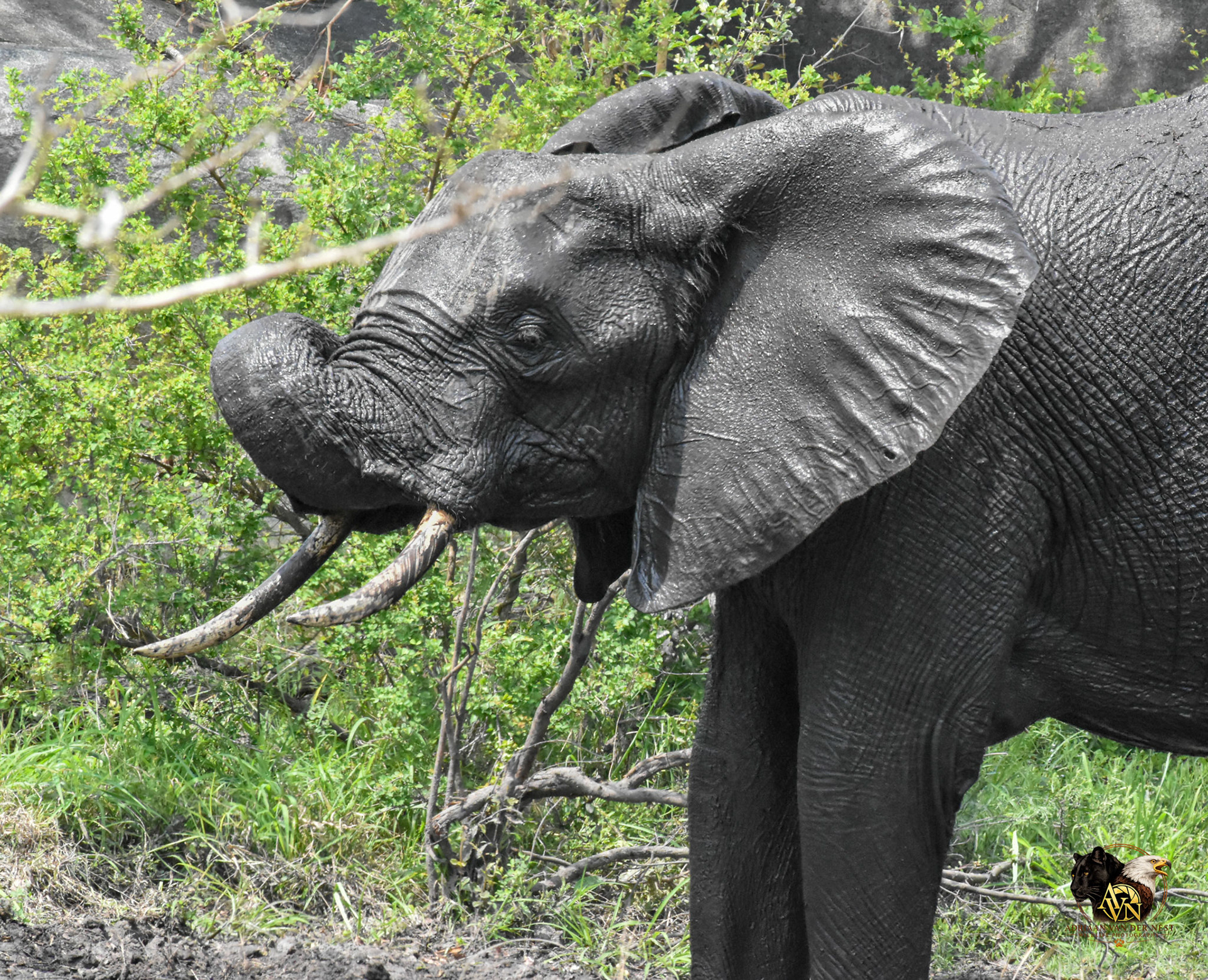 Elephant