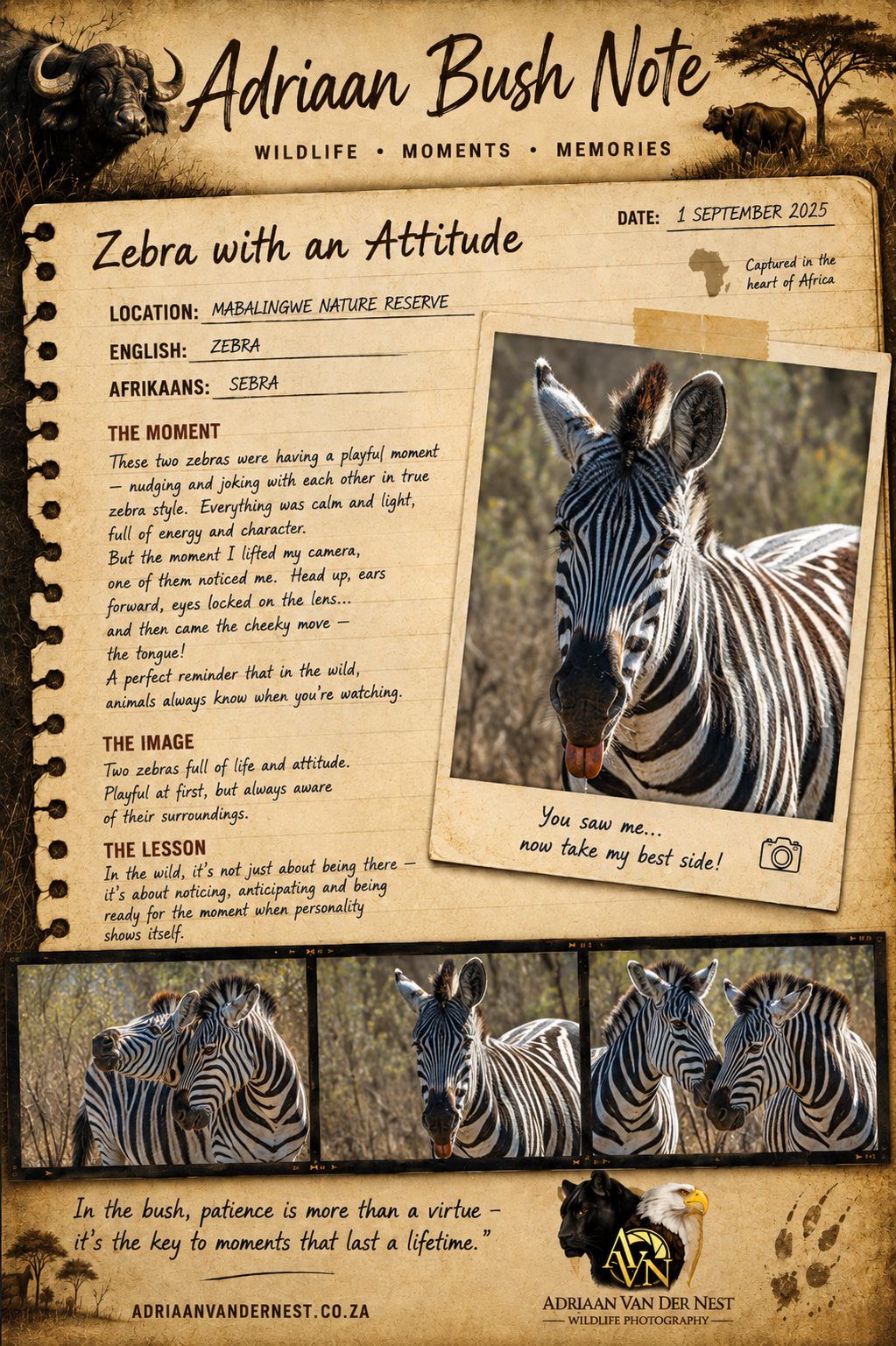 Zebra attitude