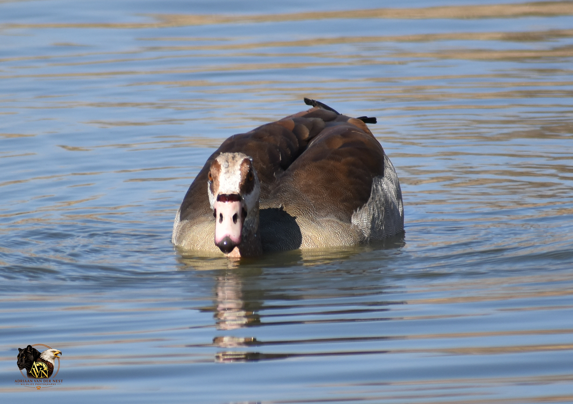 Egyptian Goose/Kol Gans