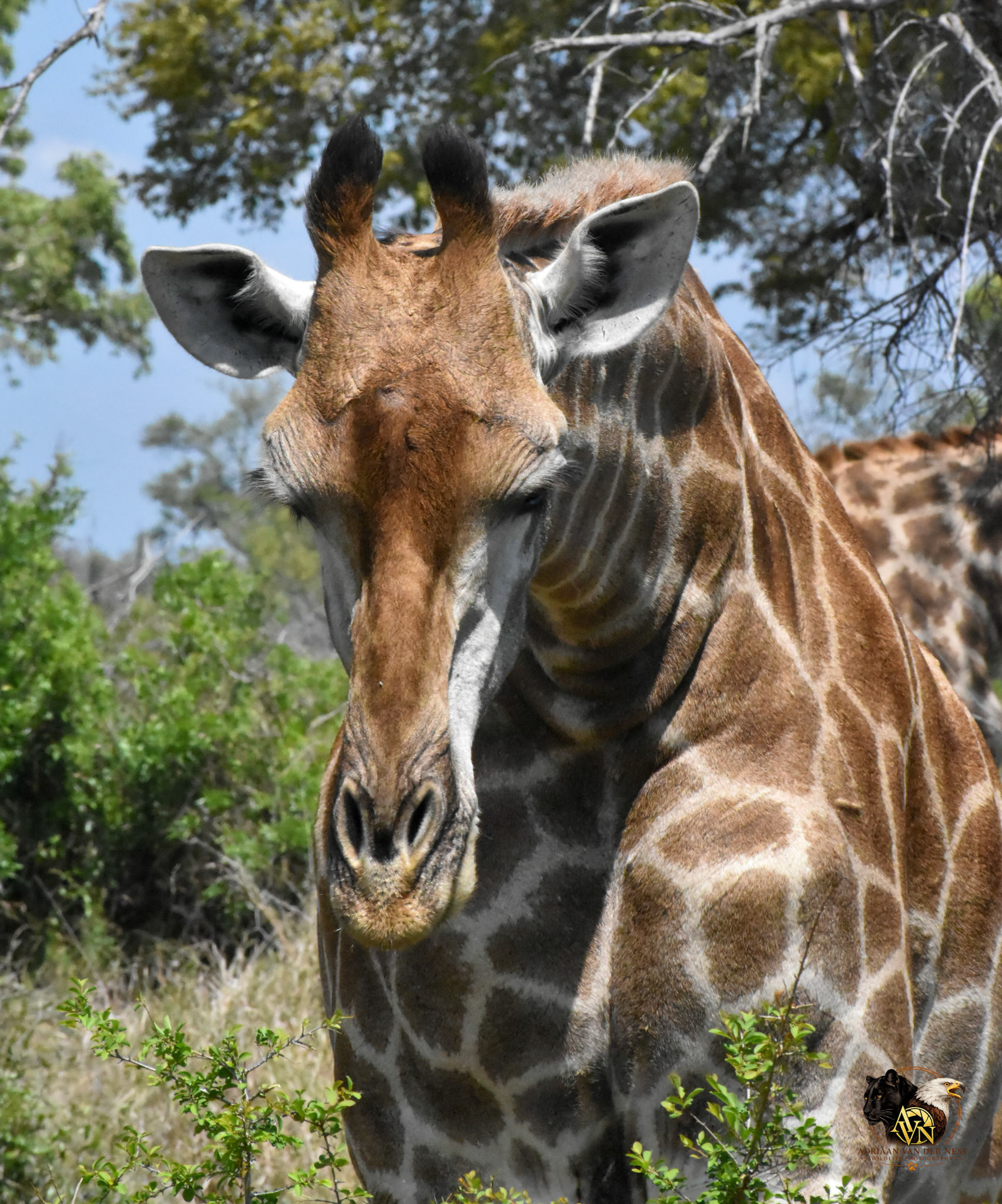 Giraffe