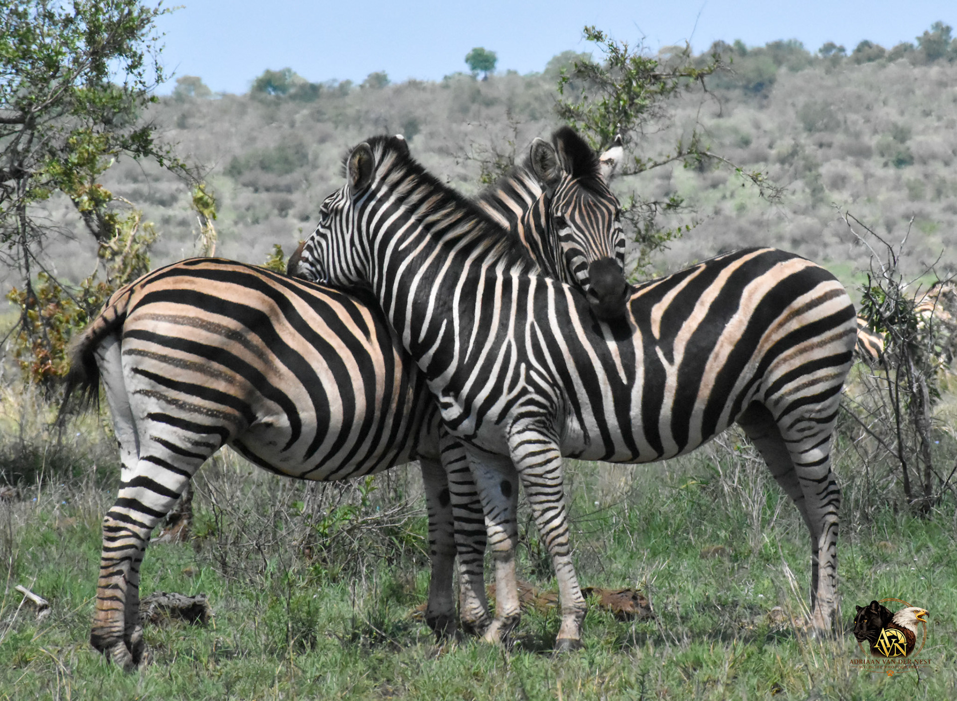 Zebra
