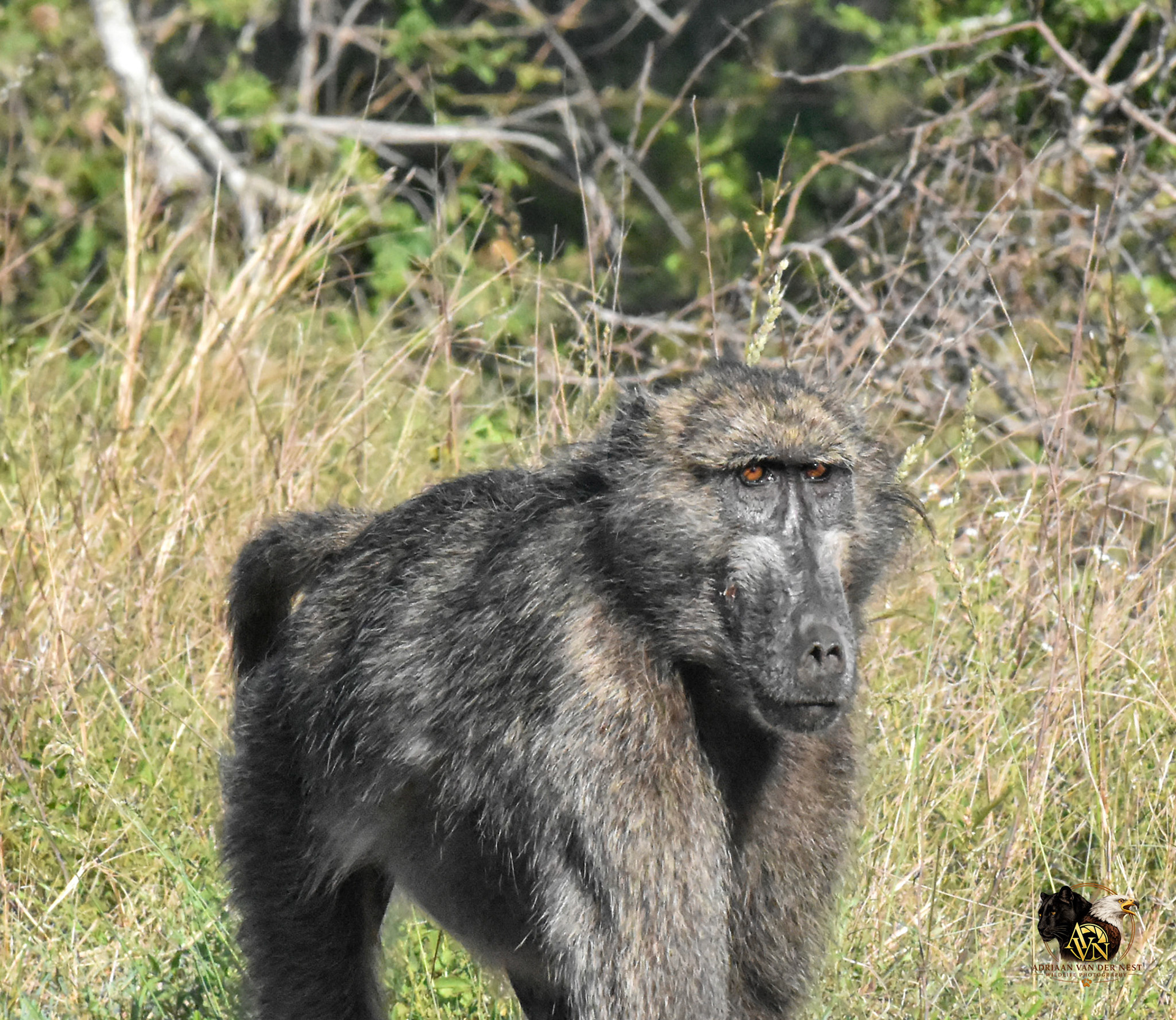 Chacma Baboon
