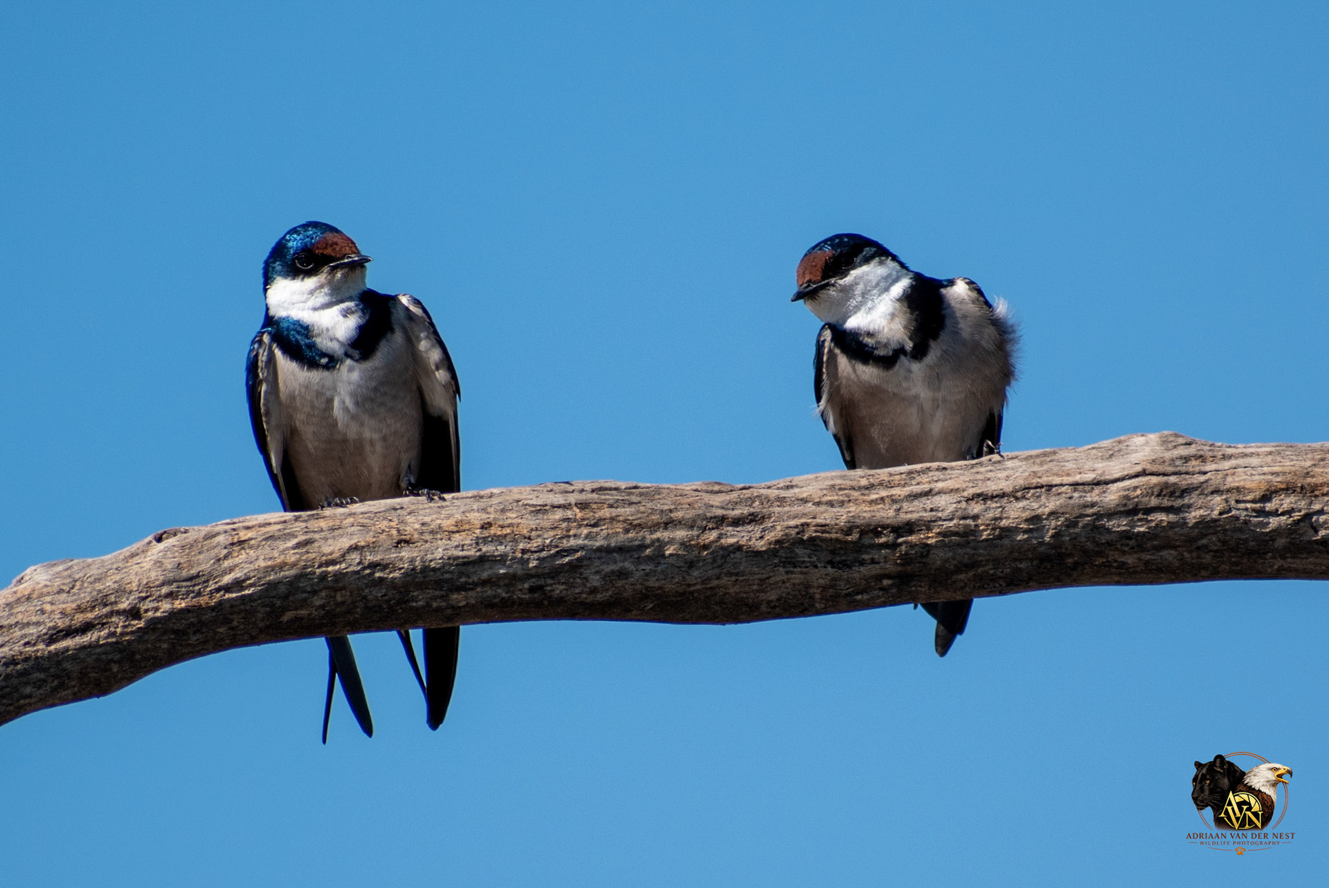 White-throated Swallow