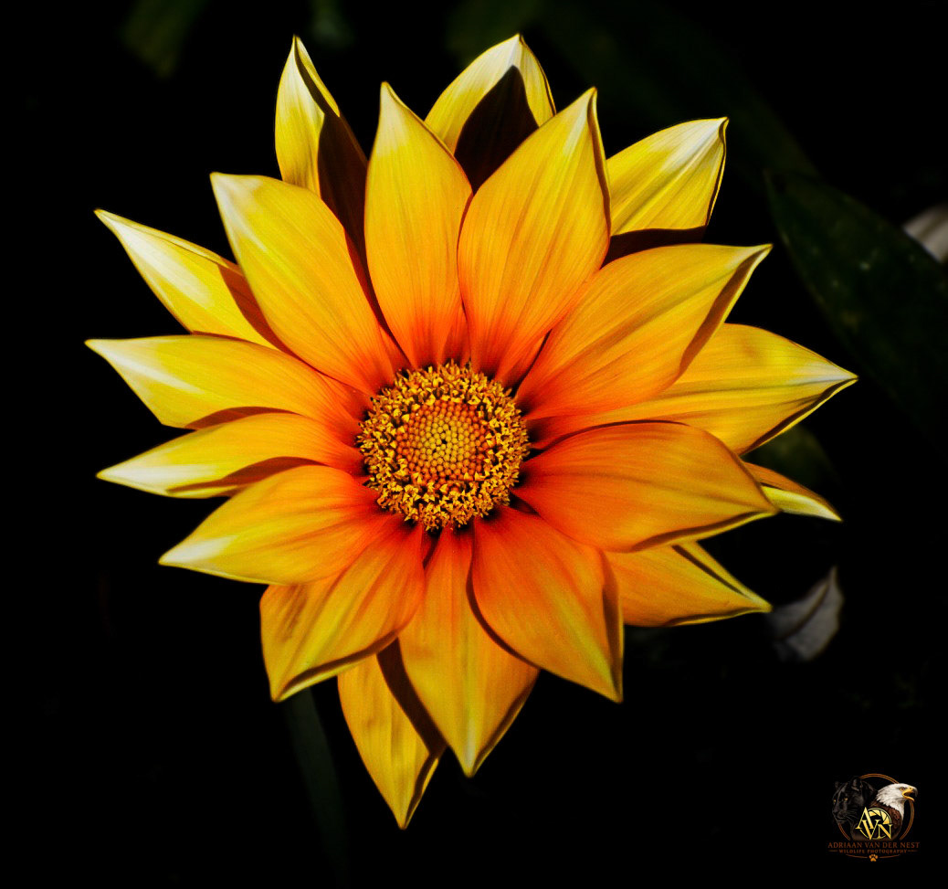 African Daisy/Botterblom