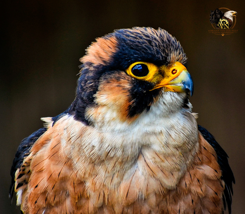 Taita Falcon/Taita Valk