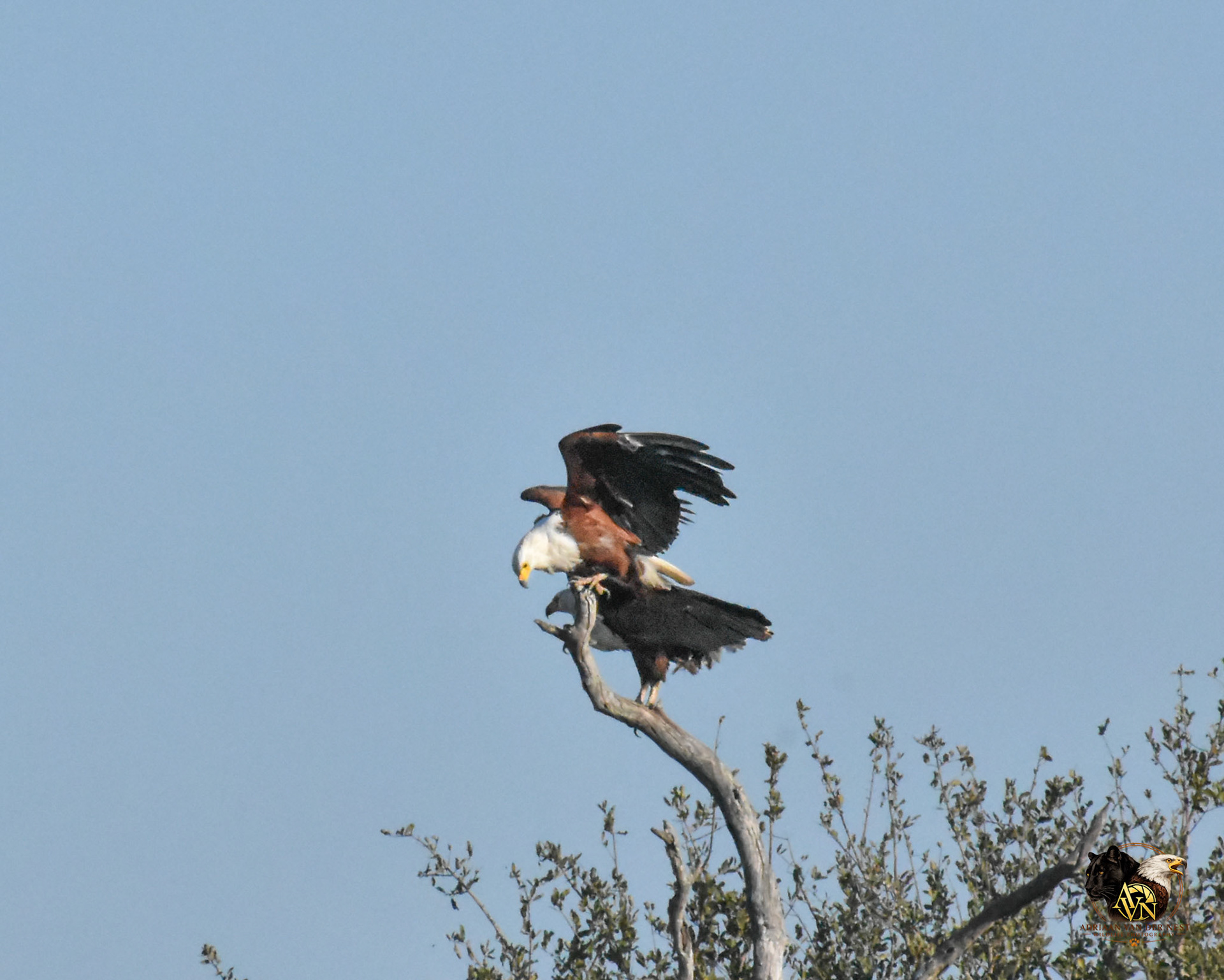 African Fish Eagle