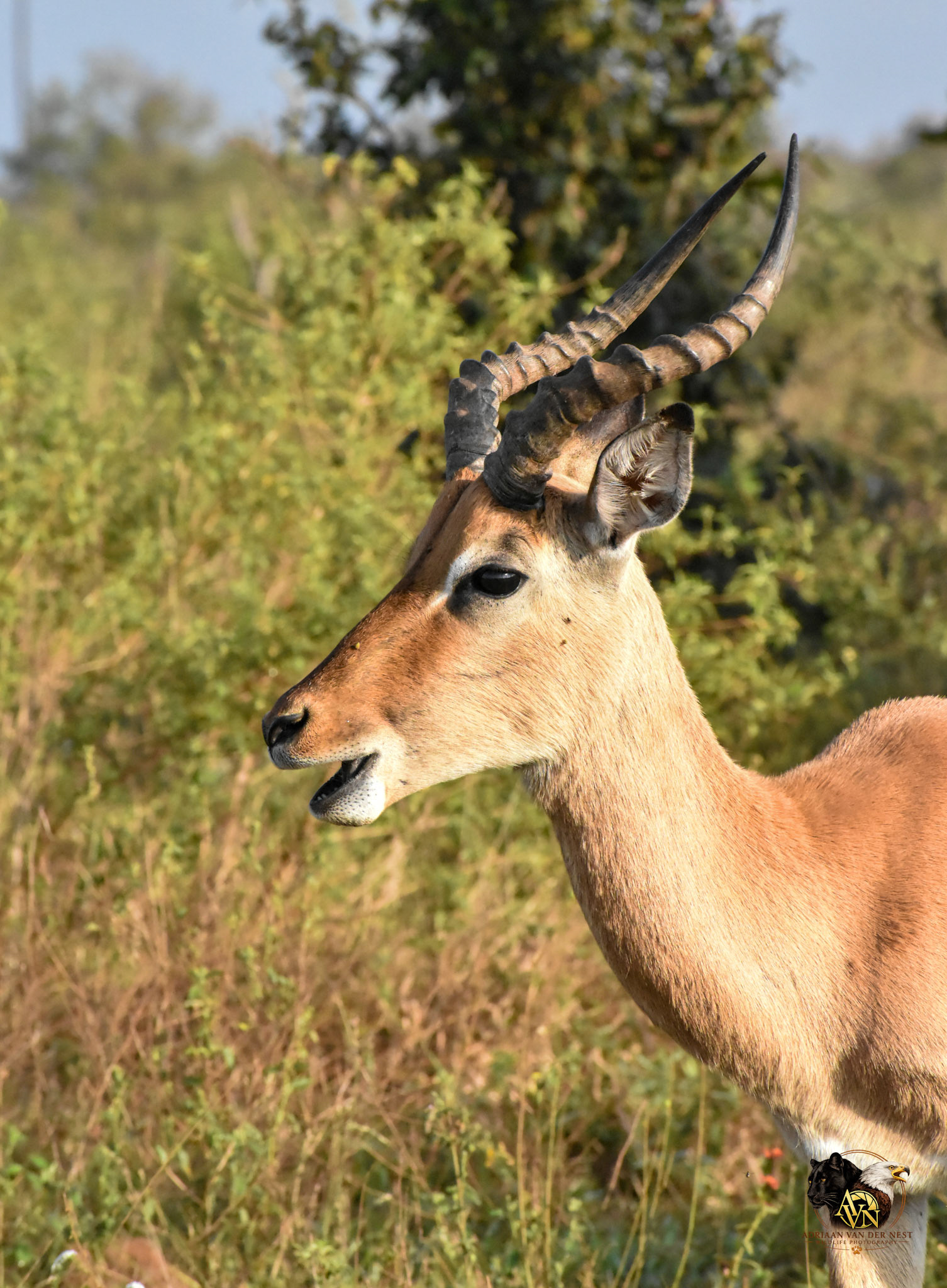 Impala