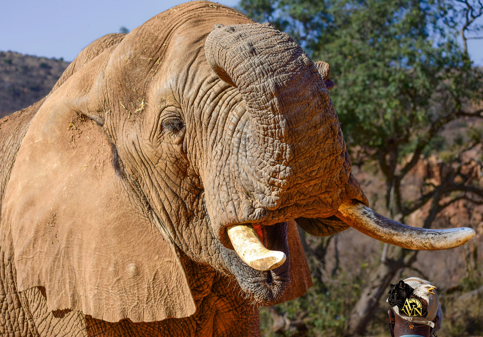 Elephant/Olifant