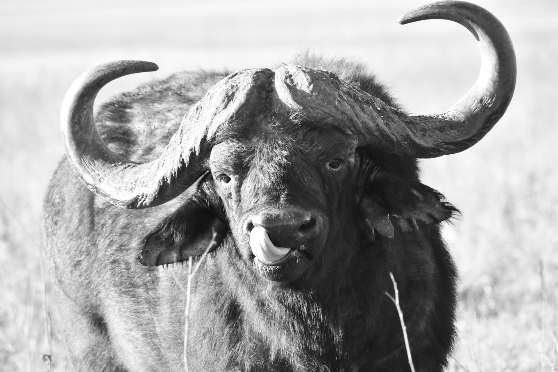 Buffalo