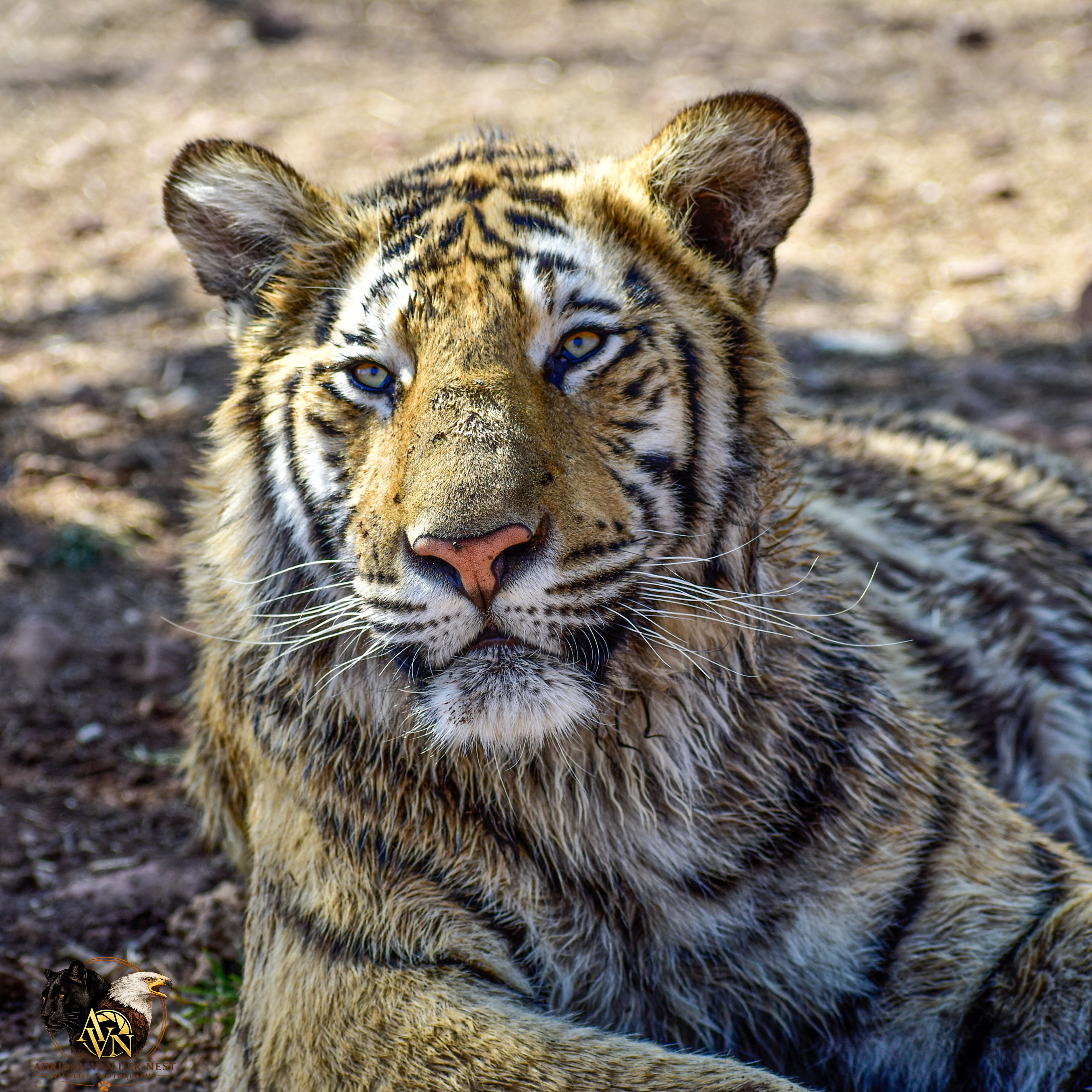 Tiger/Tier