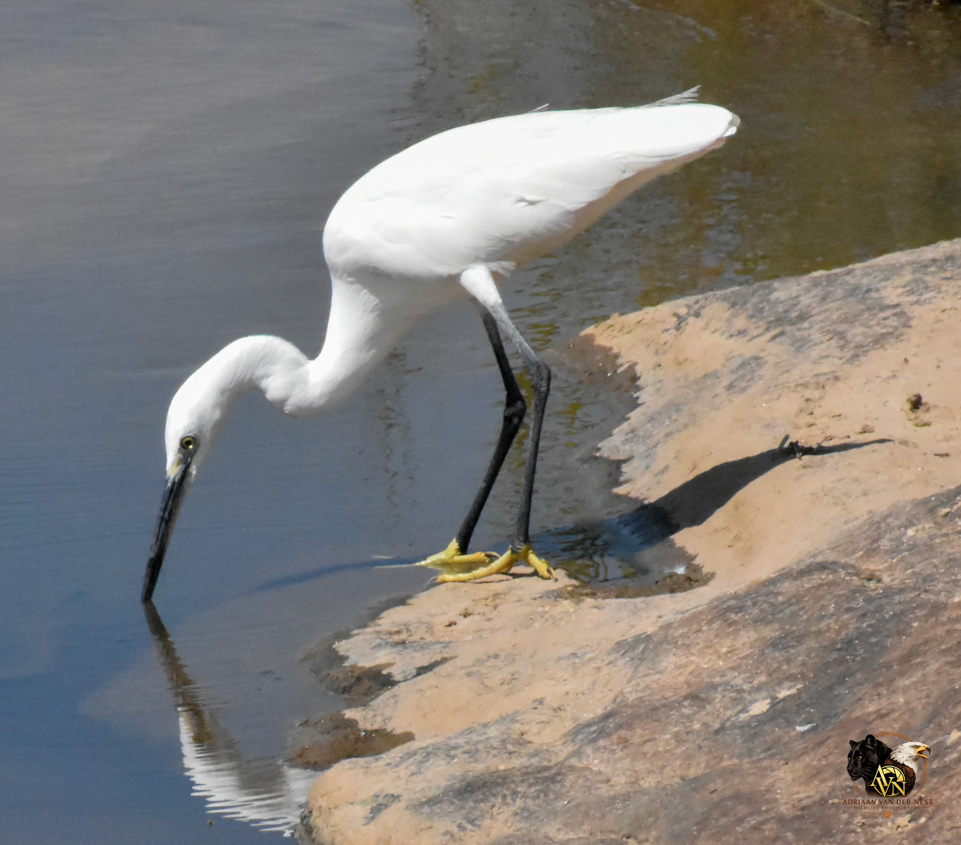 Little Egret
