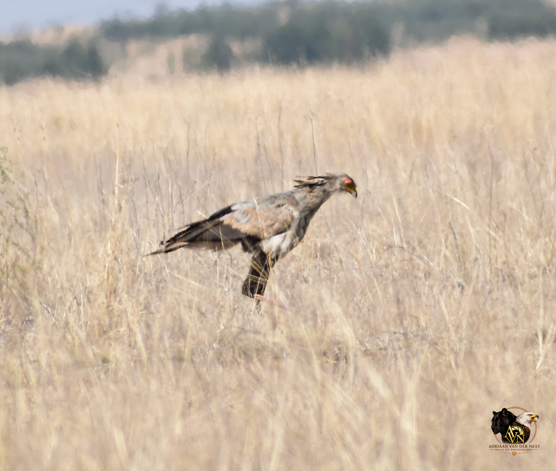 Secretary Bird/Sekretaris voël