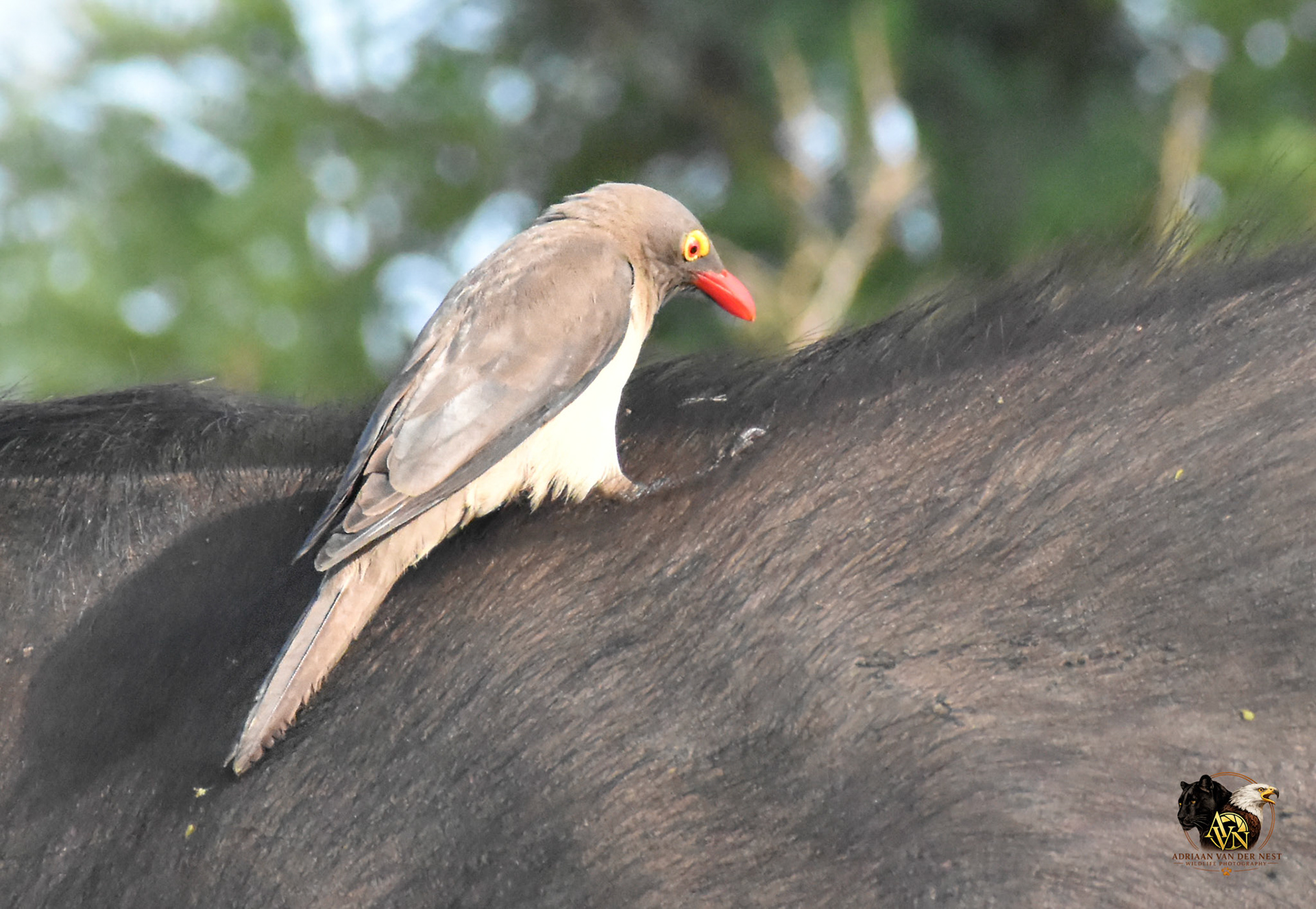 Oxpecker