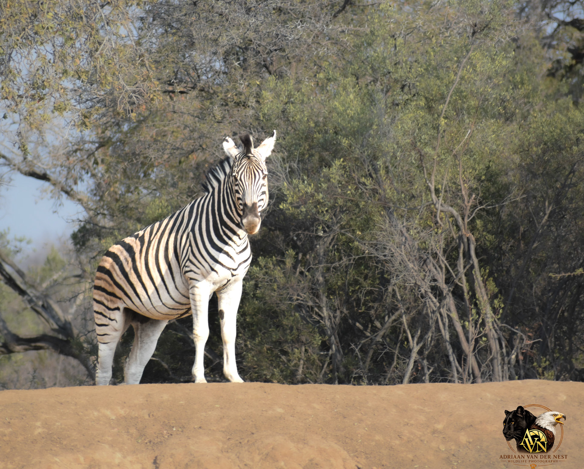 Zebra