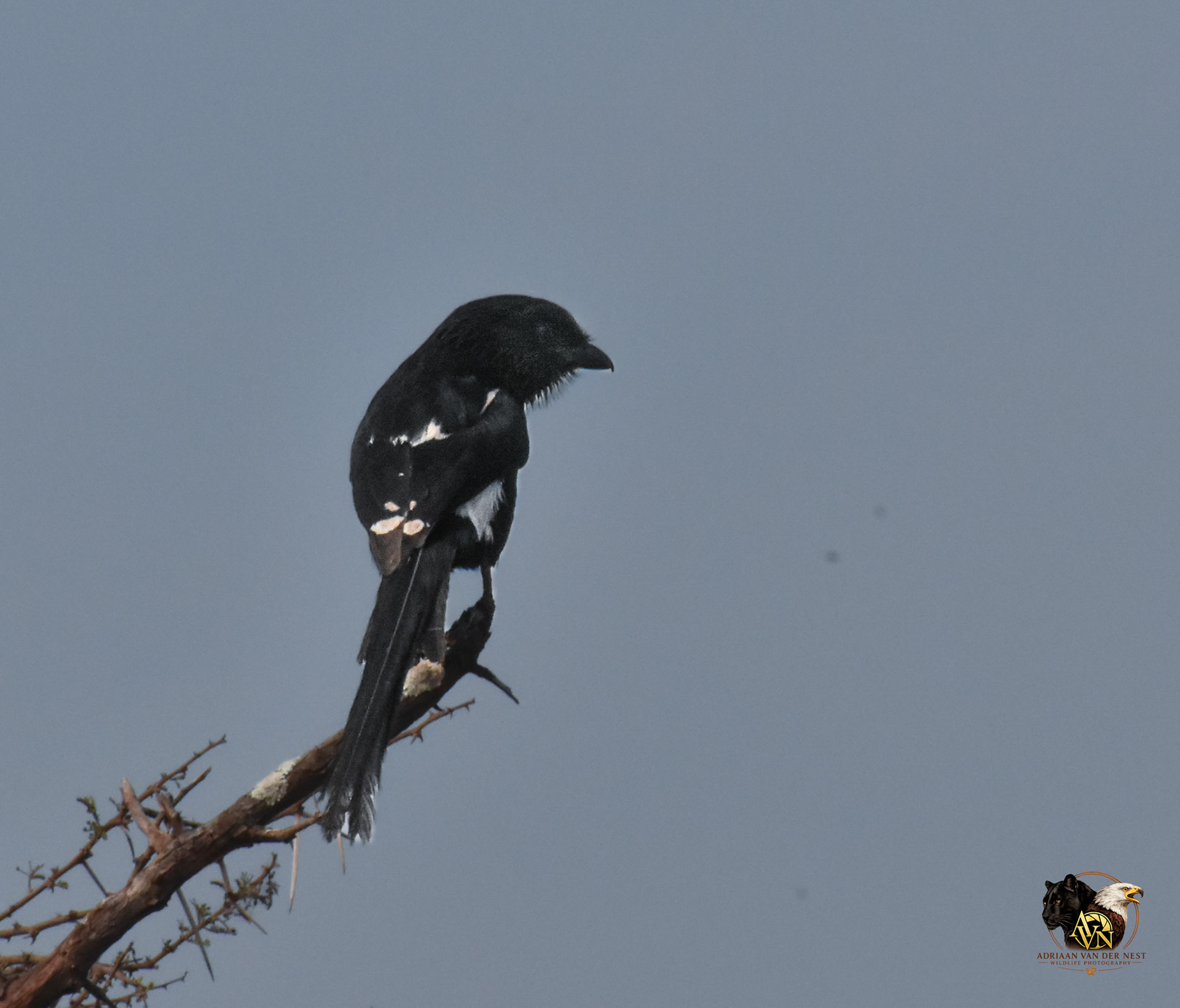 Magpie Shrike
