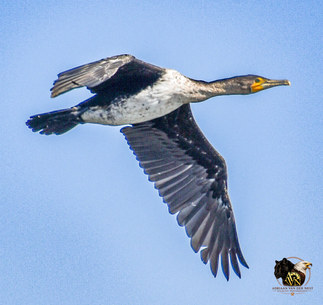 White Breasted Cormorant/Witbors Duiker