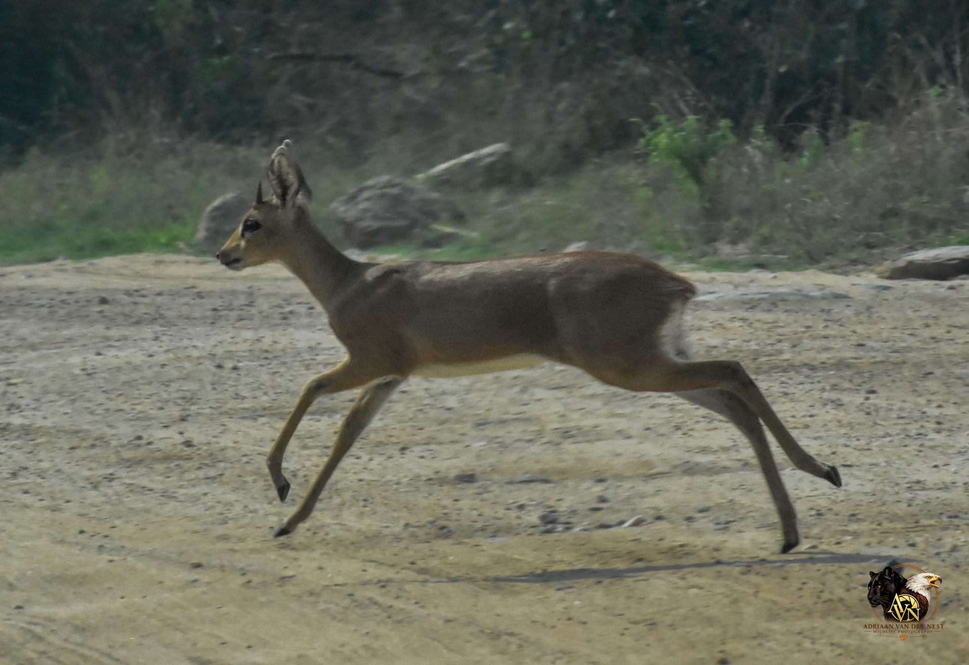 Steenbok
