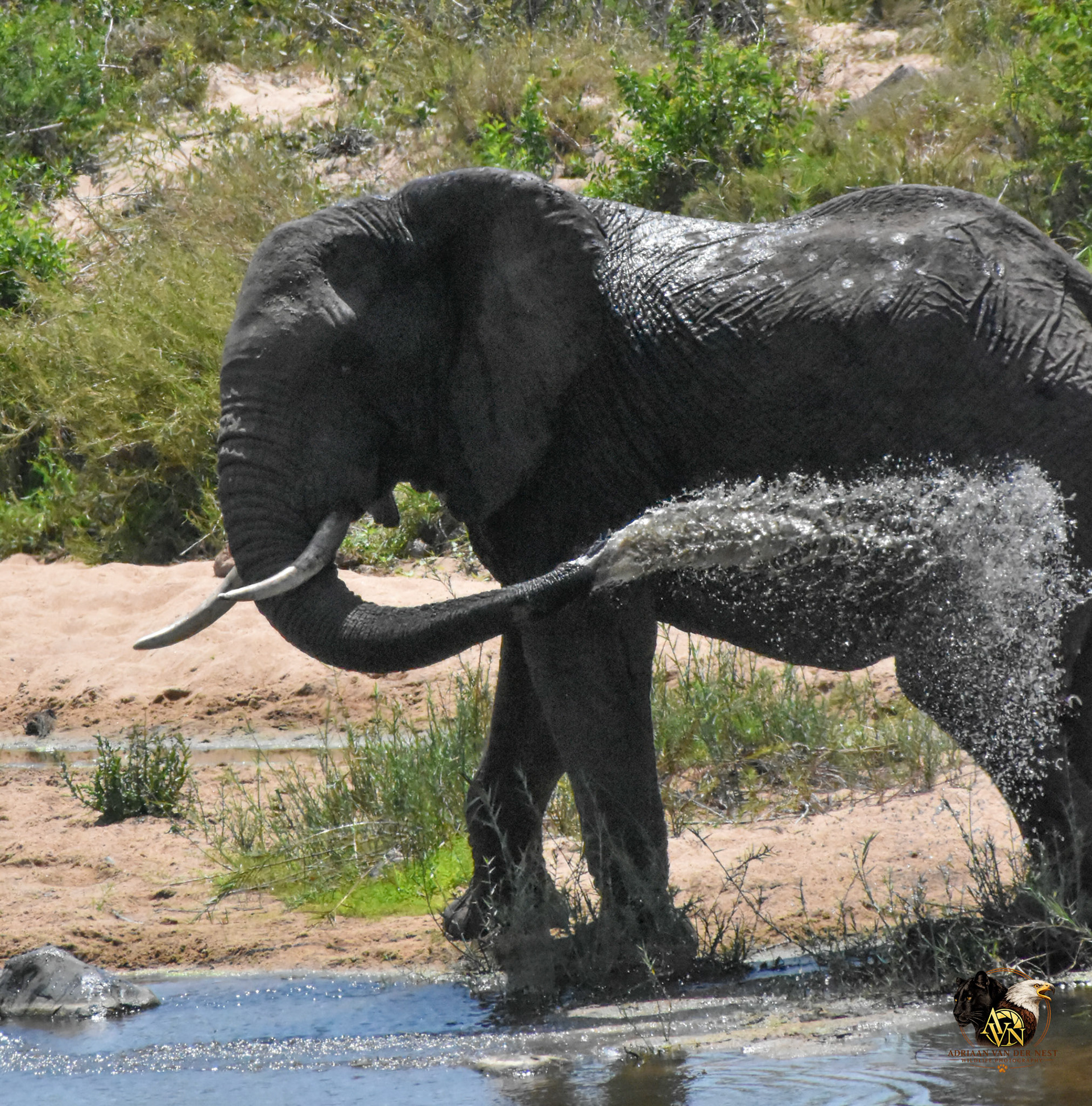 Elephant