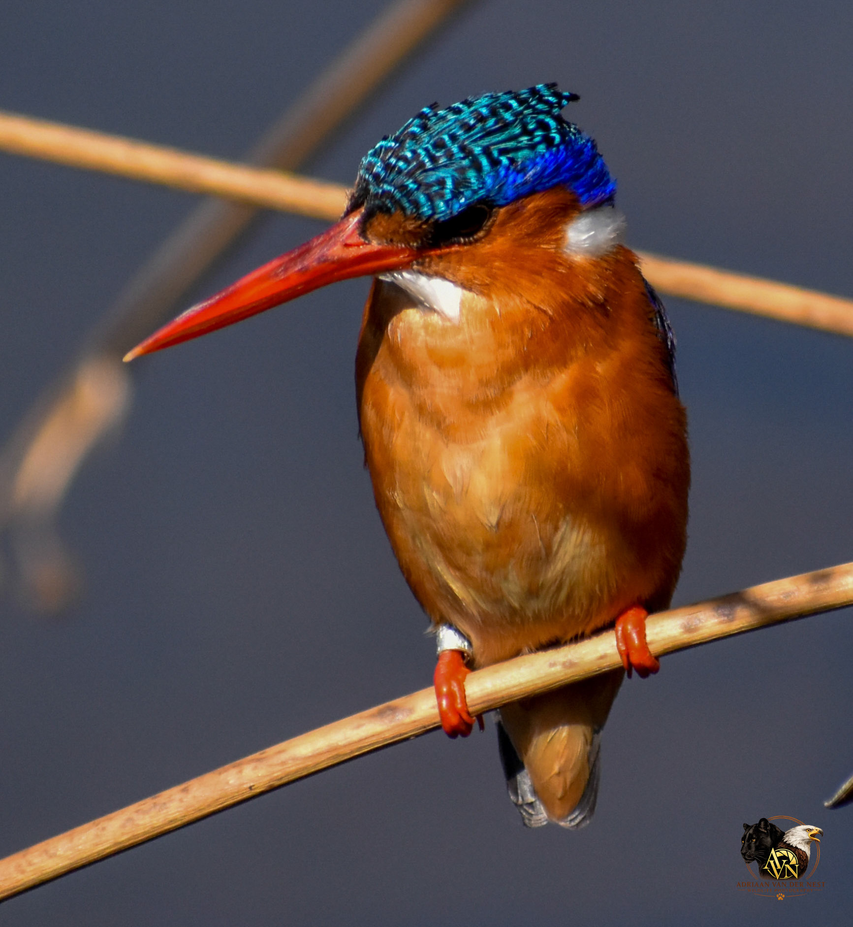 Malachite Kingfisher