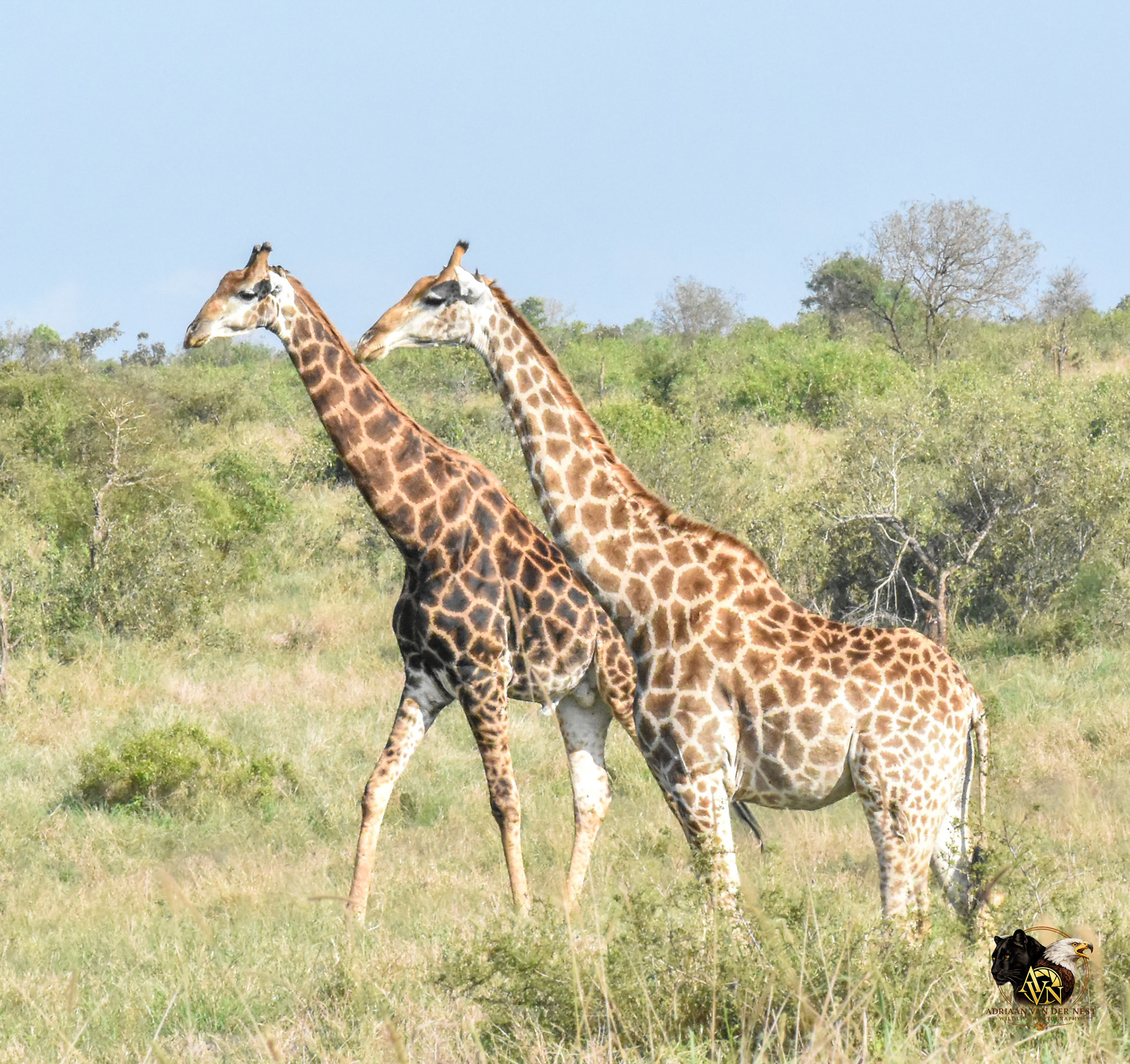 Giraffe