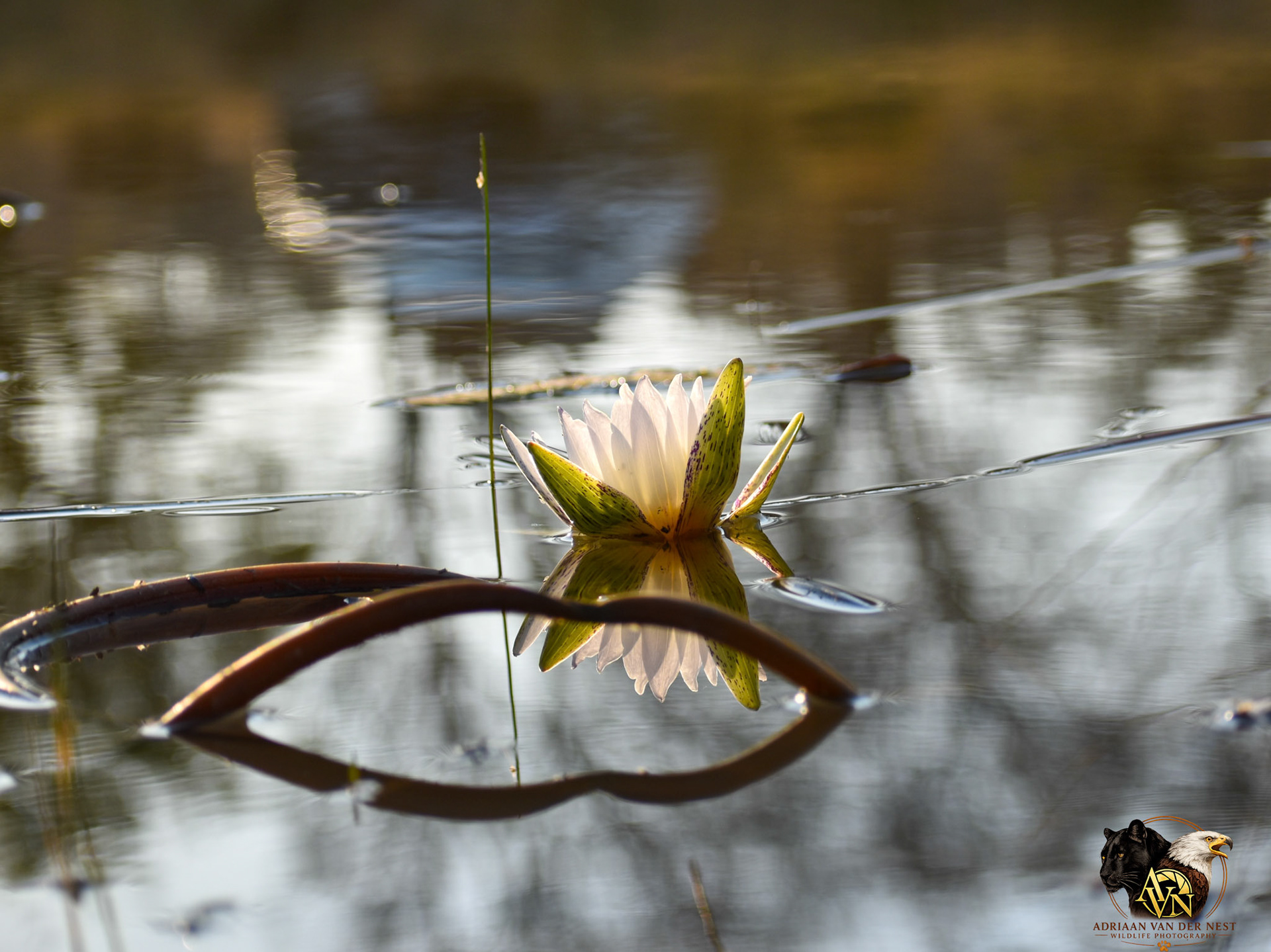 White Water Lily/Wit Water Lelie