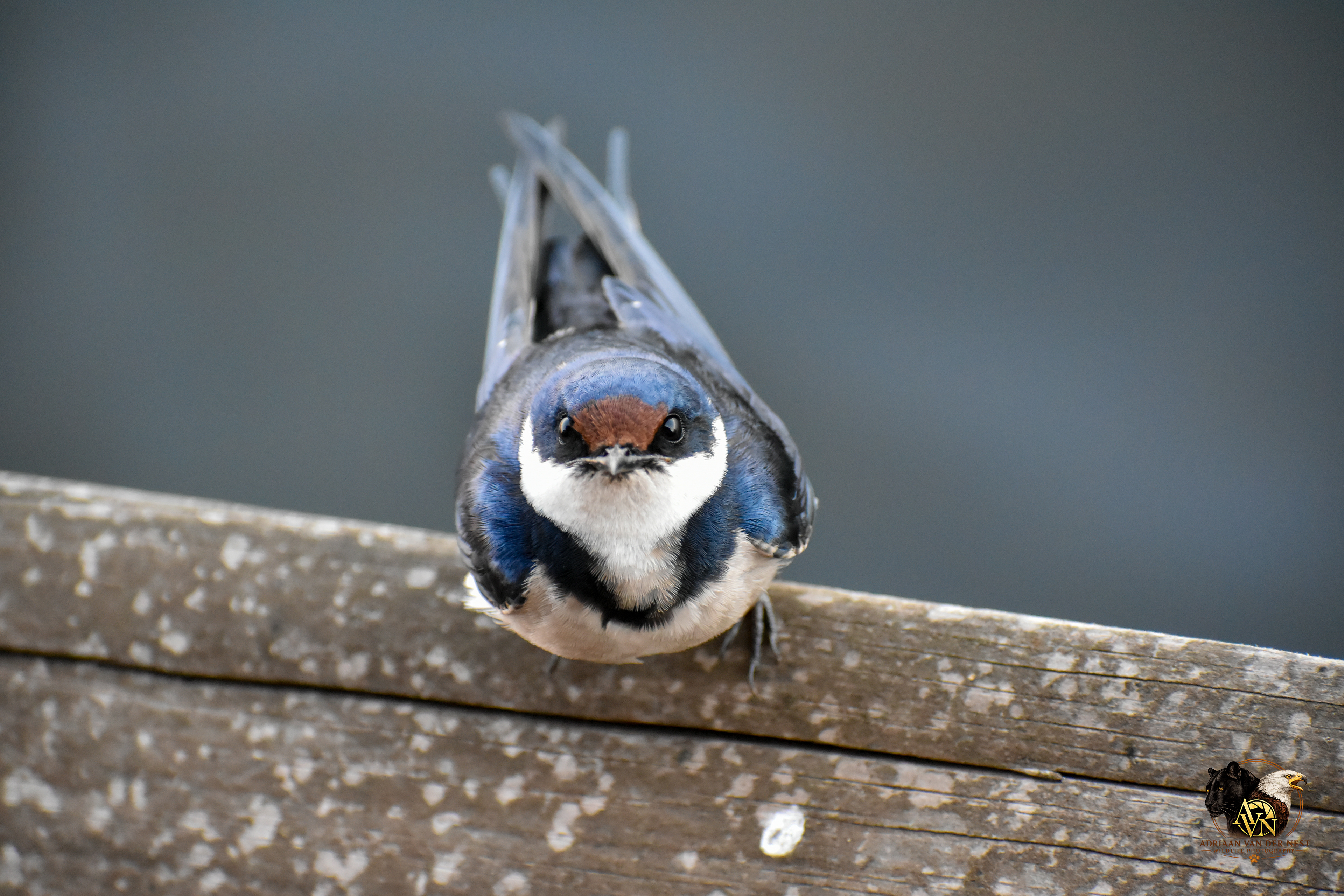 White-throated Swallow