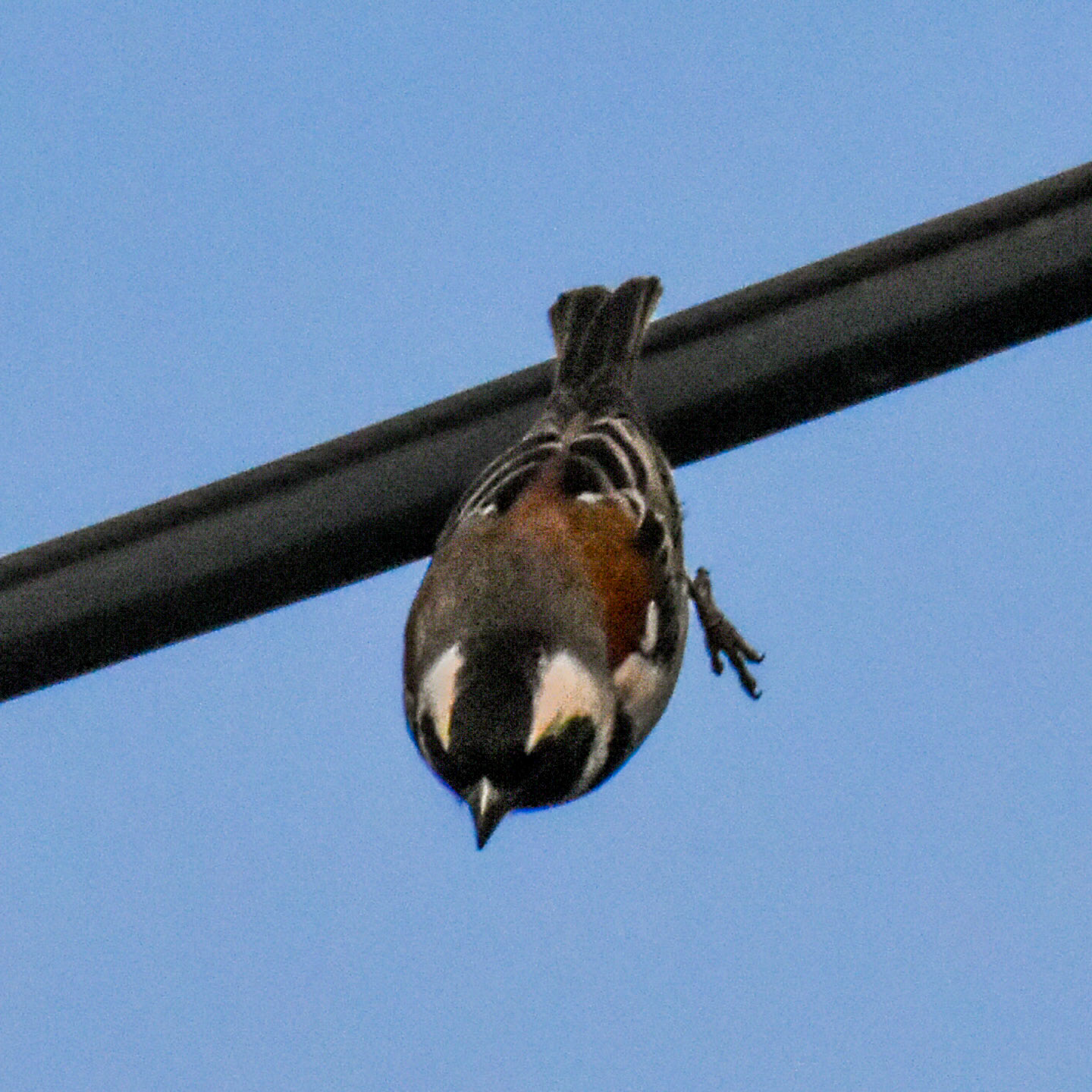Cape Sparrow/Mossie