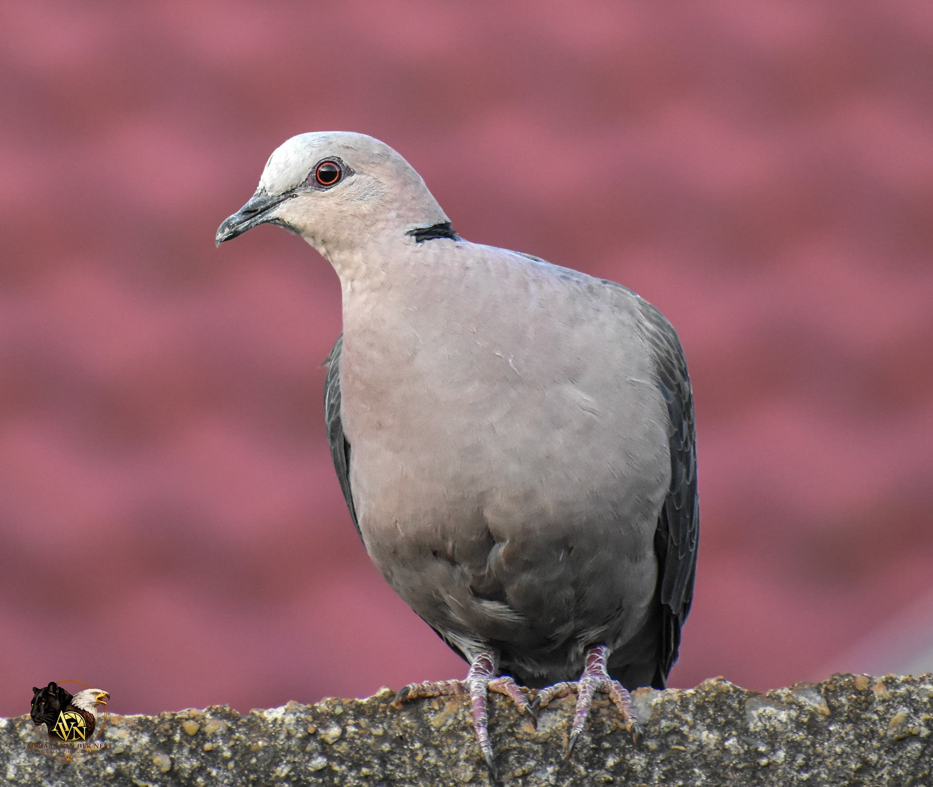 Red Eye Dove/Grootring Duif