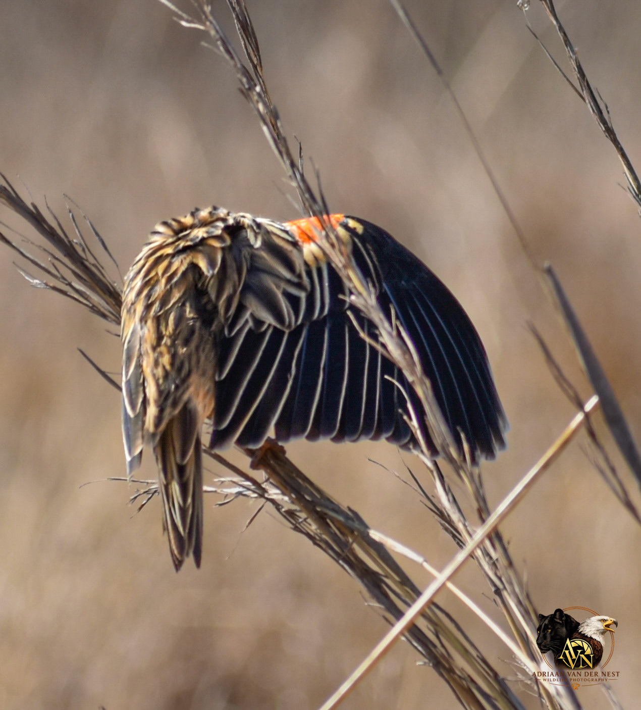 Fan Tailed Widowbird/Kortstert Flap