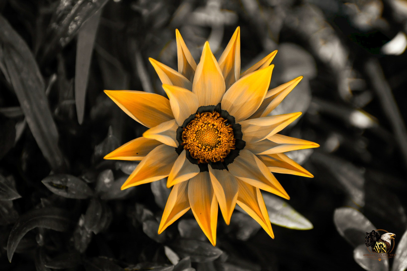 African Daisy/Botterblom