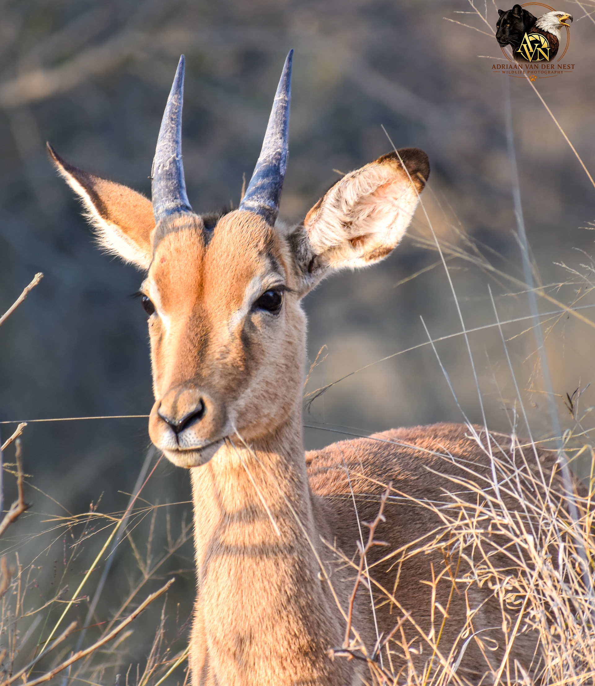Young Impala Male/Rooibok Rammetjie
