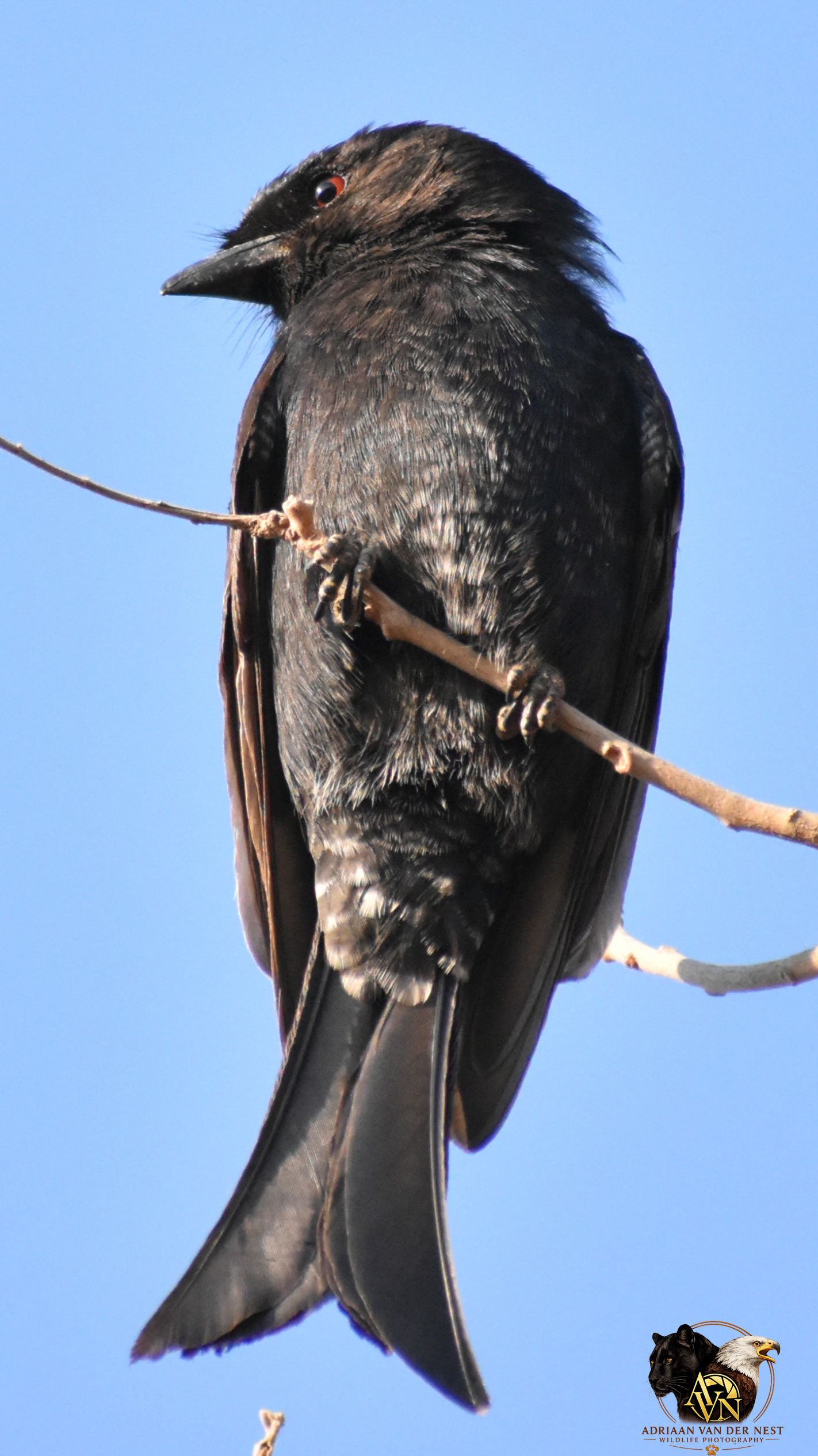 Forktail Drongo/Mikstertbyvanger