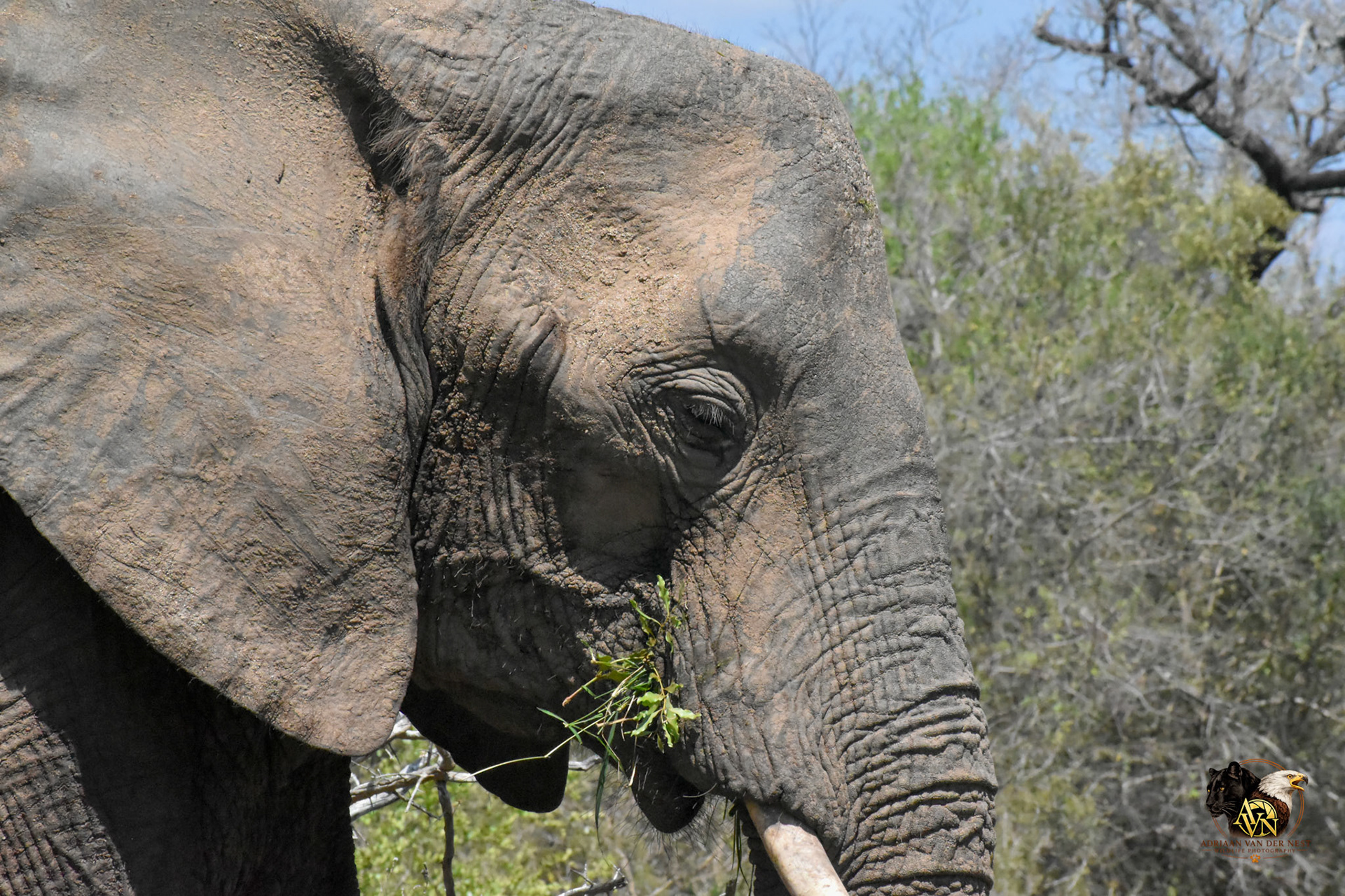 Elephant