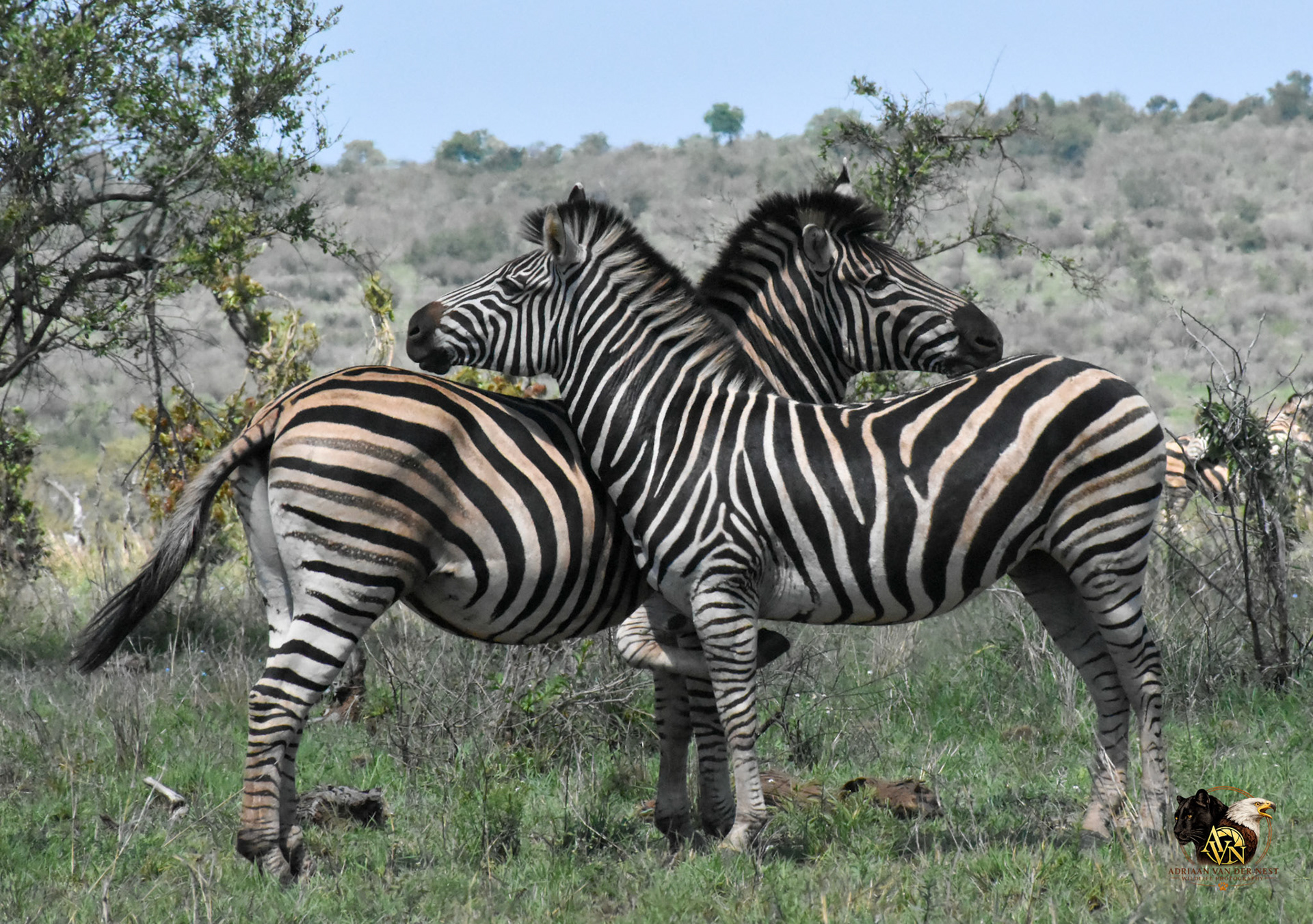 Zebra