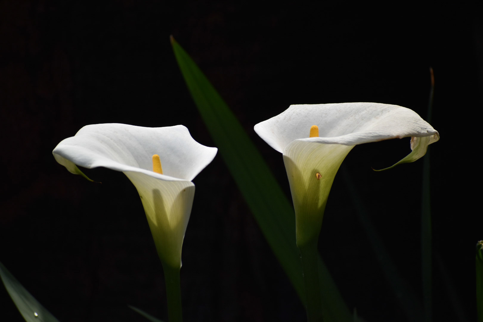 Arum Lily/Wit Varkoor